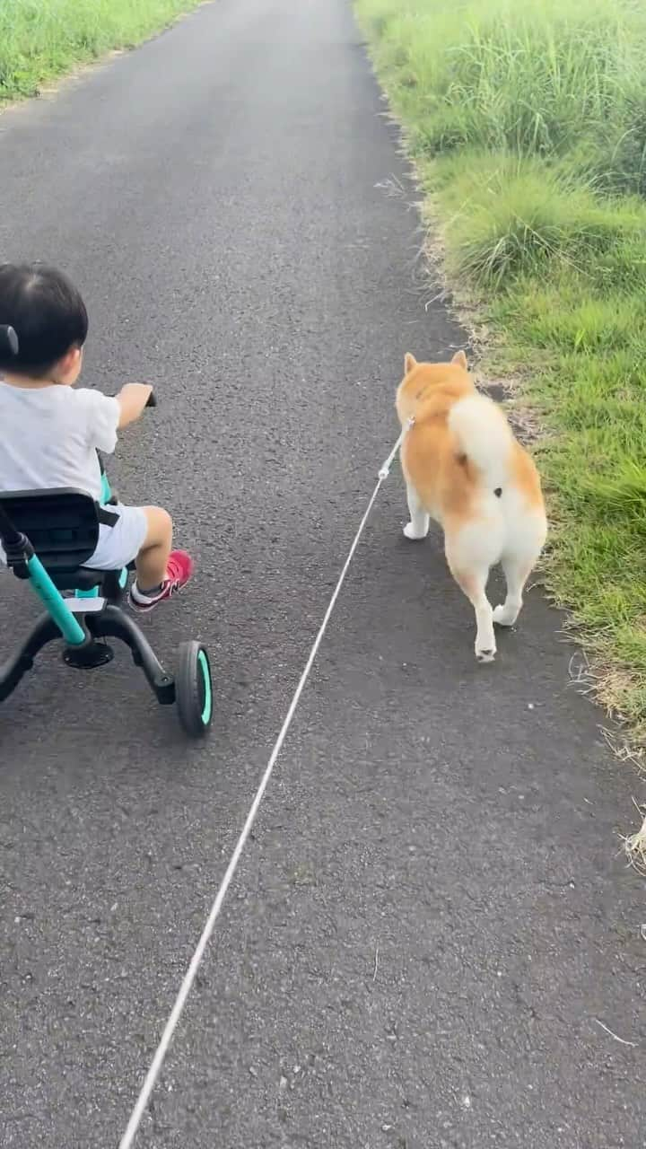 豆助左衛門（まめすけざえもん）のインスタグラム：「👦🏻🐕 兄弟でお散歩💕  朝ん歩は気持ちがいいので 弟分の散歩に付き添ってあげたでござる☘️  …………………………………………🖋 #徳島柴ちゃん会　#shiba #徳島 #豆柴　#shibainu #dog #柴犬 #anicas#amazonpets #豆助座衛門　#犬」