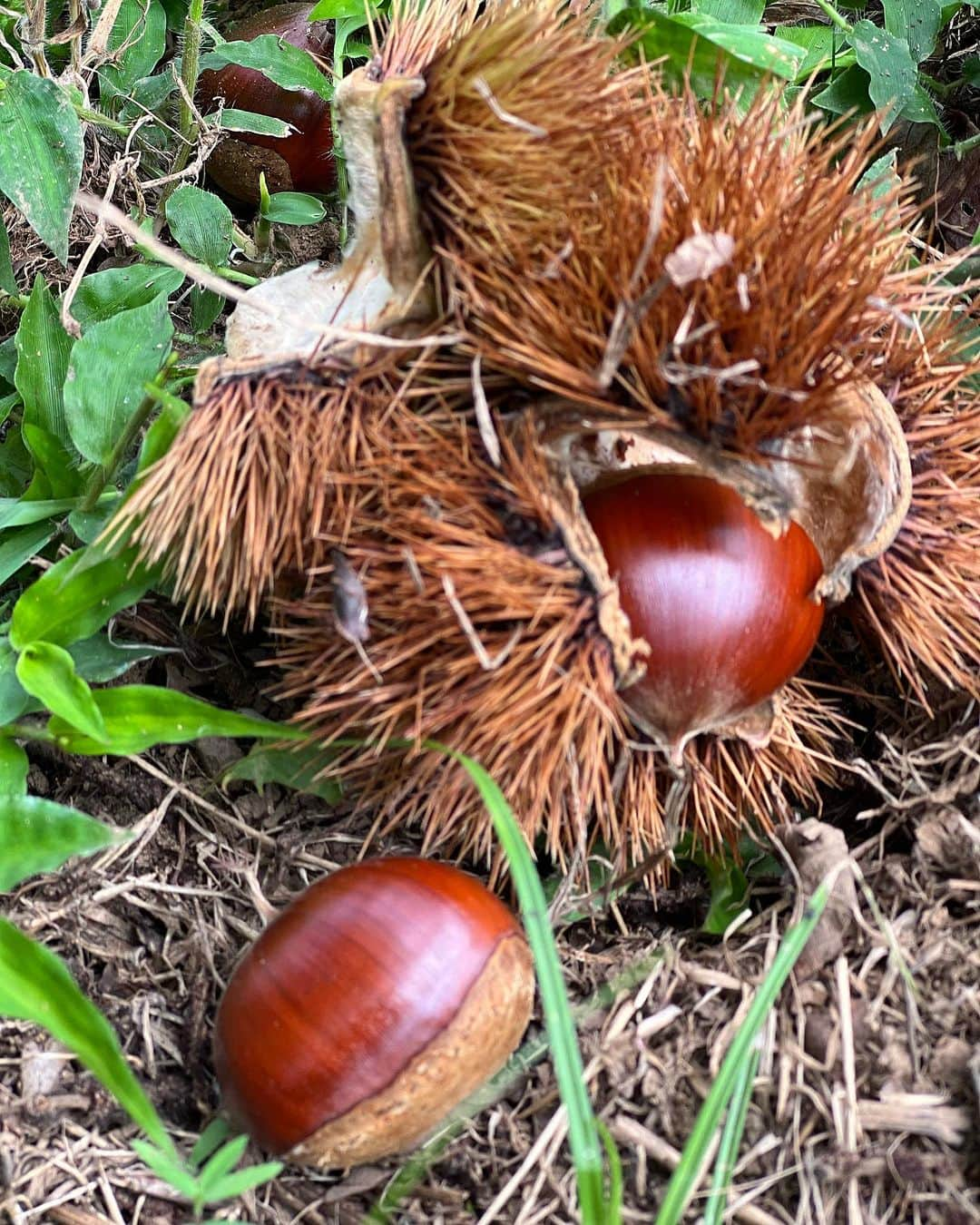 池辺愛さんのインスタグラム写真 - (池辺愛Instagram)「正解は・・・コンタクトレンズとか自分で落とした500円玉とか1UPコインとか人生の忘れ物とか青春の思い出とかではなく…（Xこと旧Twitterでもたくさんの大喜利回答ありがとうございました🤣）  「栗」拾いでした🌰  子ども達も私も必死に拾いました😆 ぷっくりとまぁるい美味しそうな栗をたくさん持って帰ってきまして、さてどうしたもんかと今は机の上に並べている次第です😂  埼玉県飯能市「たいら栗園」 さんにお邪魔したのですが、栗拾いはもちろん、川遊びや、今回はできなかったけどBBQ、ピザ焼きなど色々アクティビティができるめっちゃオススメの場所でした😉👍  また次のポストで川遊びの雰囲気はお伝えします🙌  #埼玉県　#埼玉県飯能市　#たいら栗園 #栗拾い #栗 #川遊び #BBQ #ピザ焼き #秋のお出かけ　#9月  #外遊び #遊びと学びはシームレス　#非認知能力 #自然体験　#小1女子　#3歳男子　#リフレッシュ BGMは #栗コーダーカルテット　#ピタゴラスイッチ」9月18日 21時59分 - aiikebe