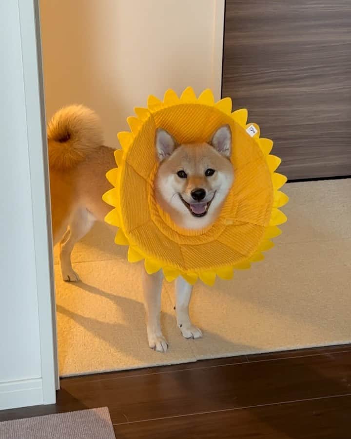 のインスタグラム：「. . 富くんエリザベスカラー卒業🌻🎓！  前足をカミカミして肉球の間が 赤く炎症を起こしていたのですが 10日くらいかけ完全に治り 前足もほとんど気にしなくなりました。 原因は不明でアレルギーでも何のアレルギーなのか、、🤷‍♀️ 季節的なものなのか、、 とりあえず治ったのでよかったけど 繰り返さないことを祈ります。  ポンデリングがだめになって 次用意するなら布タイプのソフトカラーがいいなと思い 選んだのがこちらのひまわりカラー🌻💛  薄くて軽くて柔らかくて 着けててもストレスもあまりなさそうで かなりよかったです🙆‍♀️✨ しかも着けてるだけで可愛かった😆👍  ----------------  ひまわり富の思い出🌻💭  ニコニコしてて可愛いから動画撮ろうとすると 毎回近寄ってくる富、  カラーが大きくて隣に並ぶとき福が毎回避けたり😂  お留守番のときはひまわりの雰囲気の真逆な悲しい顔😂  全部可愛い😂🫶🏻  . .  #mylove #doglover  #dogstagram #dogs  #shiba #shibainu #shibalove #shibadog  #shibagram #shibamania #shibalife  #shiba_snap #柴犬 #豆柴 #多頭飼い #犬のいる暮らし #犬のいる生活  #doglover #dogstagram #shibaaaaainu #barked #9gag  #thedailyshibainu #시바견　#시바이누 #小狗  @shiba_snap @barked @everydoglover @9gag」