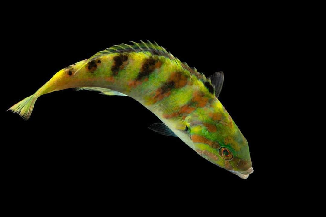 Joel Sartoreさんのインスタグラム写真 - (Joel SartoreInstagram)「The sixbar wrasse is one clever fish. In an aquarium setting where this species was offered food pellets too hard to chew and too large to swallow, individual fish were observed using a rock as an anvil, breaking each pellet into bite-sized pieces. This wasn’t just done once, but occurred on multiple occasions, indicating that sixbar wrasse have the ability to remember how to solve a particular problem. Photo taken @batusecretzoo.official.   #fish #wrasse #animal #wildlife #photography #animalphotography #wildlifephotography #studioportrait #PhotoArk @insidenatgeo」9月18日 23時02分 - joelsartore