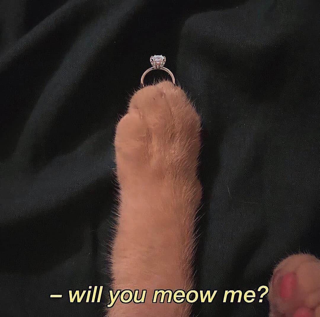 Cute Pets Dogs Catsのインスタグラム