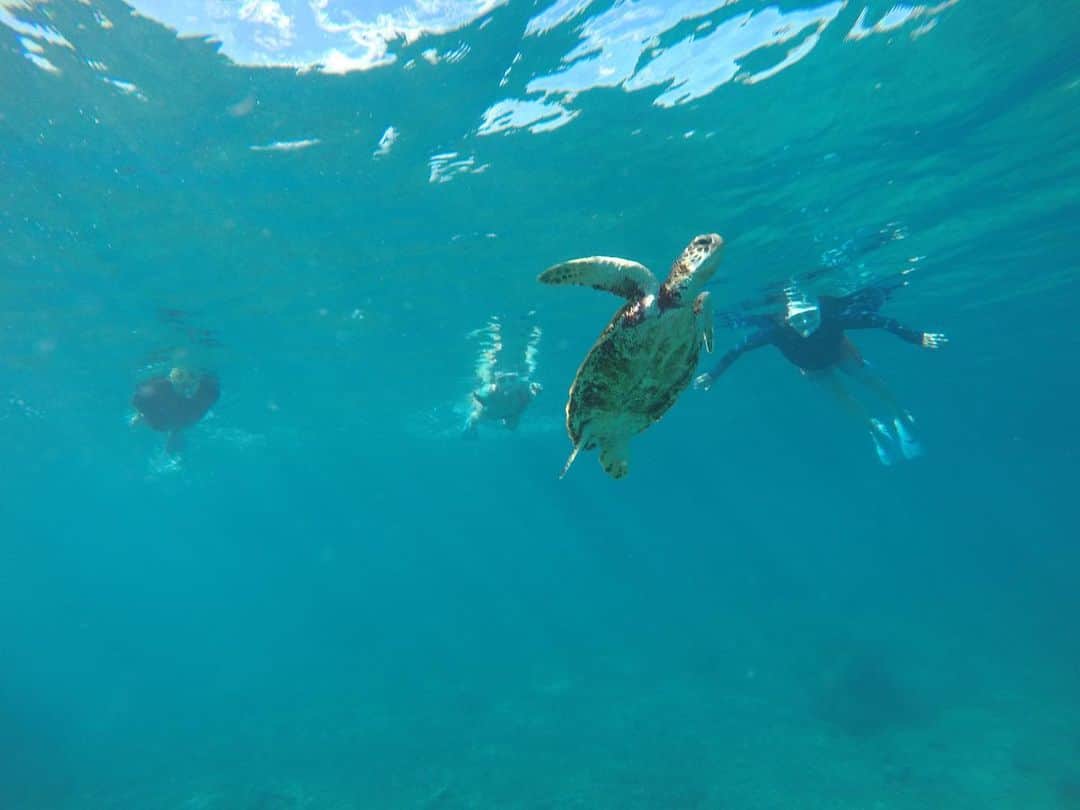 福田葉子さんのインスタグラム写真 - (福田葉子Instagram)「久しぶりの宮古島で夏休み。ビーチエントリーのシュノーケリングで海亀を観察。近づきすぎないよう、距離を保ちつつ。お魚もたくさんいて、ただただ波に揺られる幸せなひととき。  ダイビングに夢中だった20代、アドバンスドライセンスまで取って30m潜ったことも。ですが、腰痛持ちや大人喘息でできなくなり。もっぱらシュノーケリングを楽しむように。深く潜れなくても海の良さは変わらない。大好き。 #vacation #snokeling #sea #beach #trip #okinawa #miyakojima #love #海　#シュノーケリング　#海亀　#海　#宮古島　#シュノーケリング　#旅　#旅好き」9月18日 23時40分 - yoyoyokoko