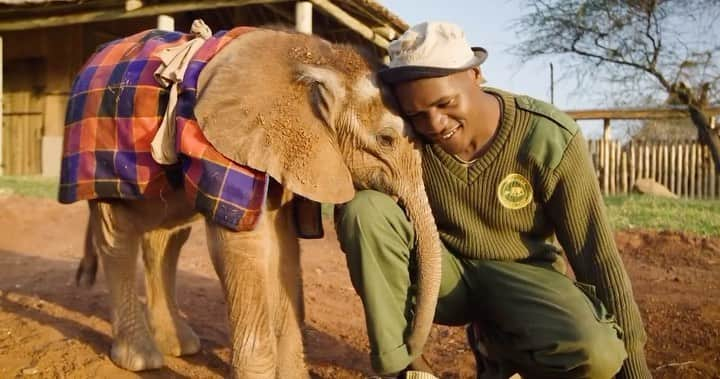 クリスティン・デイヴィスのインスタグラム：「Thank you Angela Sheldrick for the warm words, I see my mission as bringing attention to the work that @sheldricktrust does to save wild elephants and conserve wild habitats. @tpwaward means so much to me because @tpw_foundation is also helping to save wild spaces by planting trees all over the world. And bringing much needed awareness to the people working so hard to save all of the wild animals who are endangered. Thank you so much for this award 💚」