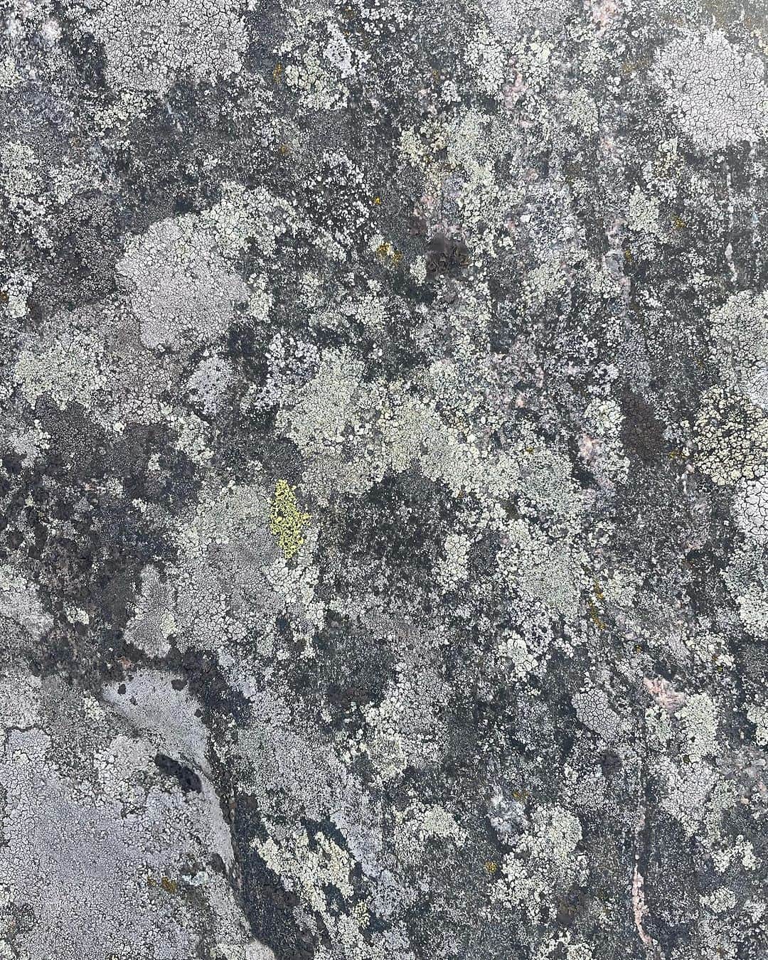 皆川明さんのインスタグラム写真 - (皆川明Instagram)「Beautiful material. Moss on the rocks」9月18日 23時55分 - akira_minagawa725