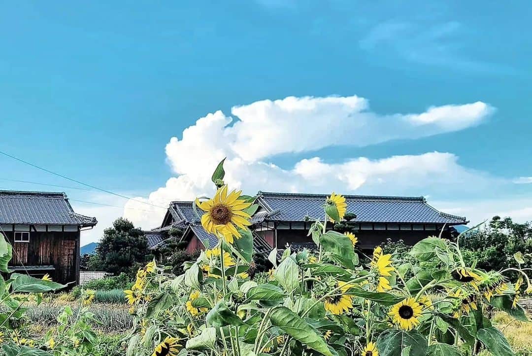 岩倉しおりさんのインスタグラム写真 - (岩倉しおりInstagram)「夏の風景。」9月18日 23時55分 - iwakurashiori