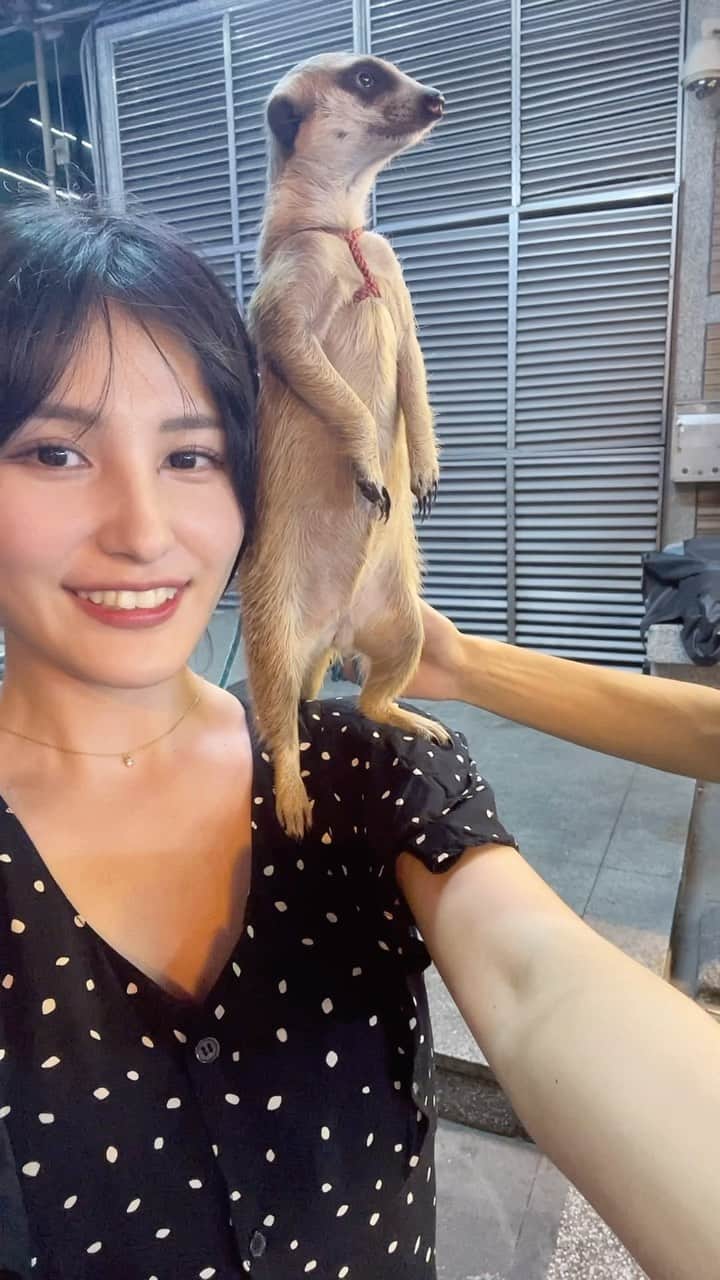 池谷実悠のインスタグラム：「ミーアキャット乗せてもらった  #テレ東 #アナウンサー #台湾」