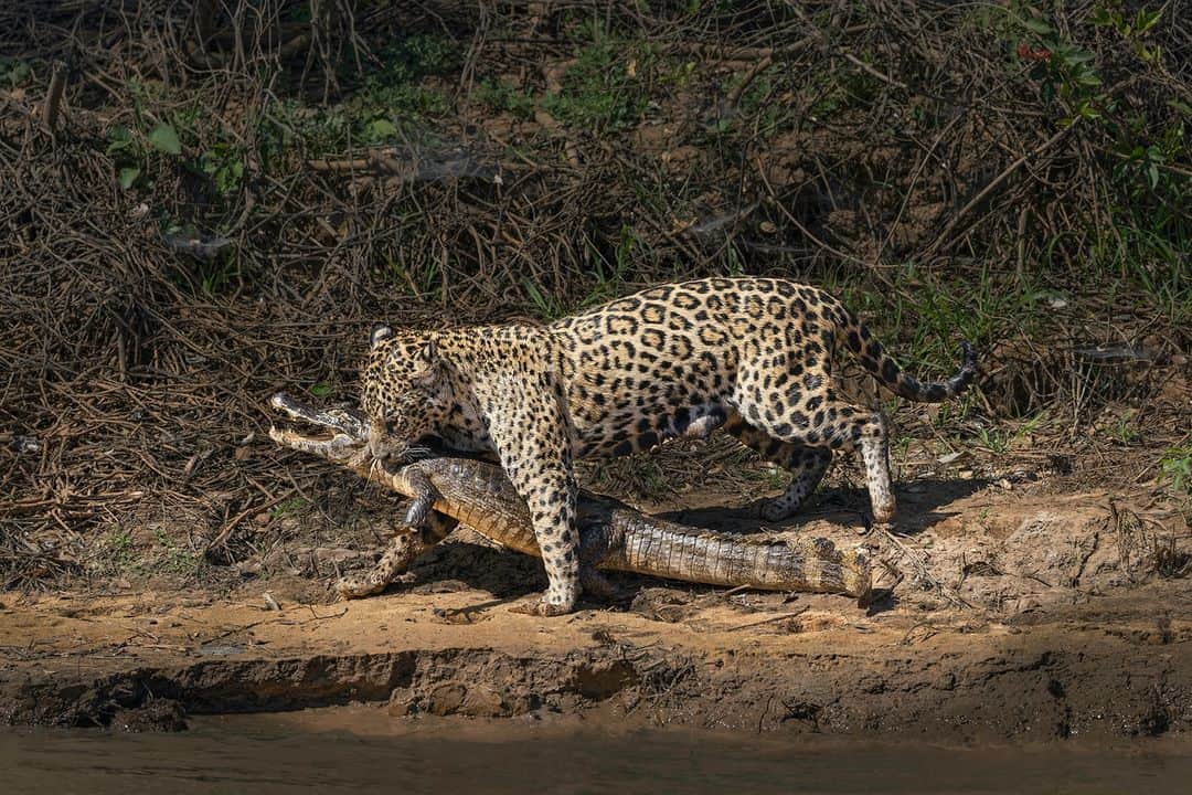 CANON USAさんのインスタグラム写真 - (CANON USAInstagram)「Photo by #CanonExplorerOfLight @adam_jones_photo: "This jaguar capturing a caiman, was photographed in Brazil’s Pantanal, the world's largest tropical wetland at 42 million acres. This action shot is exactly what our group hoped to record, and on our second day, we hit the jackpot. My photography workshop was based almost entirely on small fishing boats as we scouted the sloughs and river banks for jaguars, birds, giant river otters, and capybaras. Since we were in boats we hand-held every shot, so high ISO and fast shutter speeds were the norm for many situations, especially if the subject was in the shade of the dense tropical vegetation.  We shadowed this female jaguar for over an hour as she hunted the river's edge for potential prey. The jaguar’s diet consists 70% of caiman, and she did not disappoint us. The caiman like to sun themselves during mid-day and as a result, the jaguars are often seen hunting in broad daylight. The Canon EOS R5’s superb animal eye tracking performed beautifully, including many perfectly sharp birds in flight."  📸 #Canon EOS R5 Lens: RF100-500mm F4.5-7.1 L IS USM」9月19日 0時46分 - canonusa