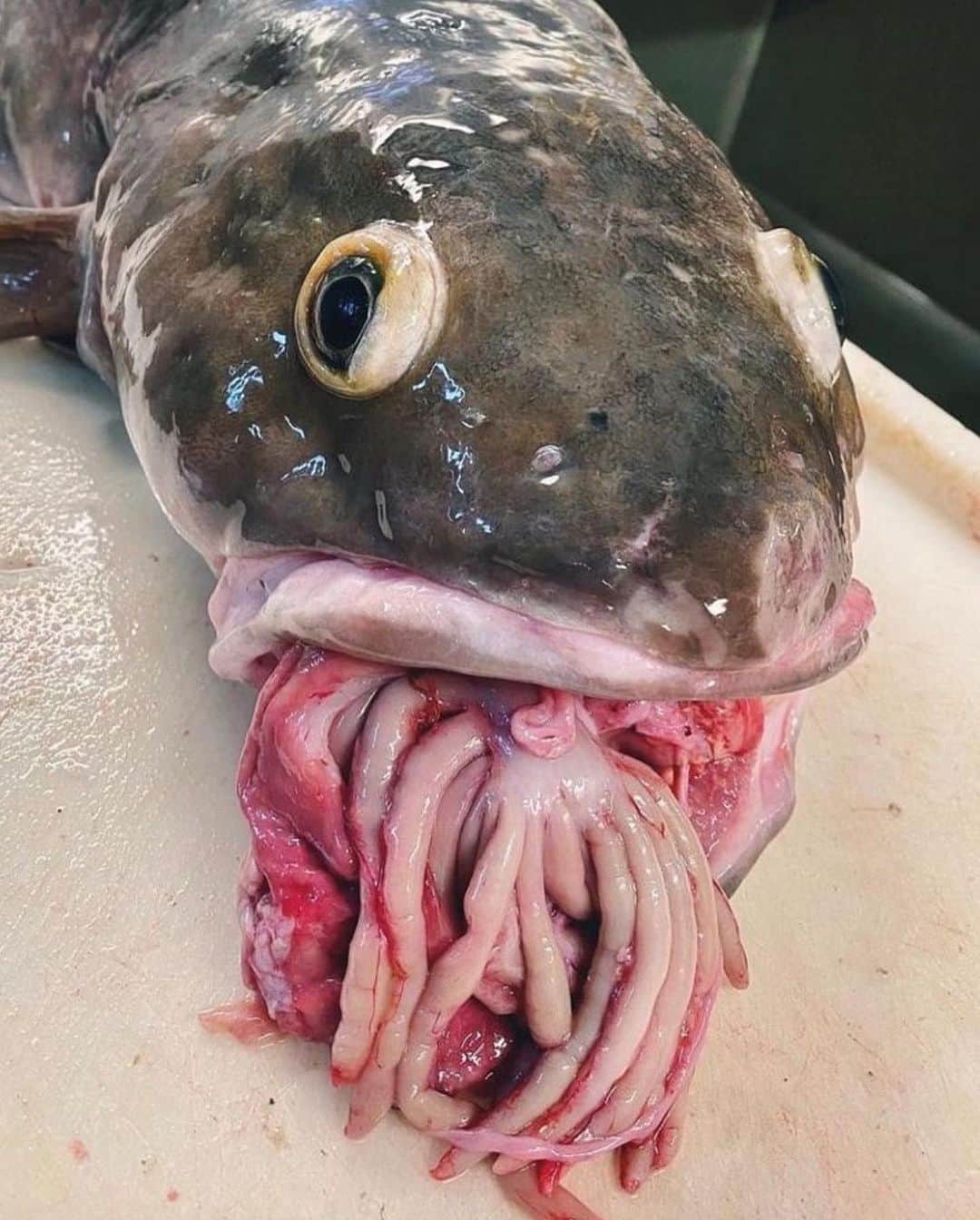 Dazed Magazineのインスタグラム：「From deep-sea slugs to two-headed turtles, @crypt0cryptids is fast becoming a go-to for strange creatures that look like they shouldn't exist 🦠  For those who don’t know, a cryptid is the name given to a creature whose existence hasn’t been proven by science, so as you can imagine, what classifies as a cryptid is pretty vast – they span anything from mythological beasts and folk monsters to deep-sea creatures yet to be discovered by humans.  Admittedly, most of the animals featured on @crypt0cryptids aren’t actual cryptids – they’re definitely uncommon, but photo evidence, and the fact that we can identify them, is proof that they exist, at least by scientific standards. But there’s an undeniable freakiness across the board that makes them appear unreal simply because they’re so unlike anything we’re used to seeing.  “Cryptids are wavy creatures that walk among us,” says the anonymous user behind the account. “People like cryptids because they think they’re cool, so that’s the main thing that excites people. But people also like myths and it’s nice to think that there are mysterious creatures out there unknown to science.”  These creatures are so beyond our understanding, yet having them appear so readily on our screens makes them subject to intrigue. So, while the chances of ever running into a 392 year old shark or a bloodworm in our day-to-day lives is near-zero, we can use our imagination to fill in the blanks.  📷 @crypt0cryptids ✍️@gunseli_____」