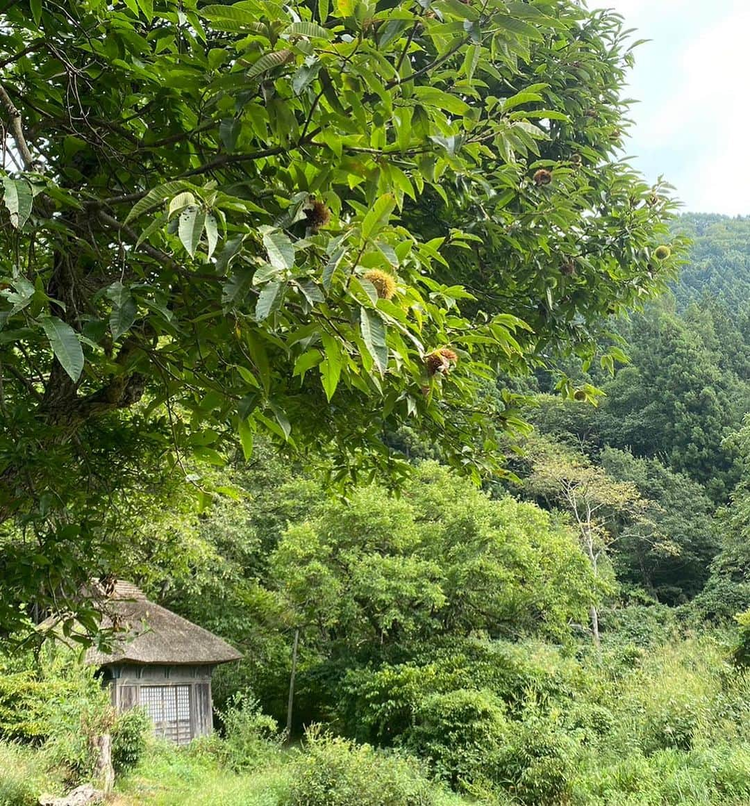 野沢温泉　村のホテル　住吉屋さんのインスタグラム写真 - (野沢温泉　村のホテル　住吉屋Instagram)「栗を拾いに阿弥陀堂へ🌰 稲刈りも始まり、秋らしくなってきましたね！  #野沢温泉村  #村のホテル住吉屋  #秋の始まり🍁  #飯山市瑞穂  #阿弥陀堂」9月19日 12時53分 - sumiyosiya