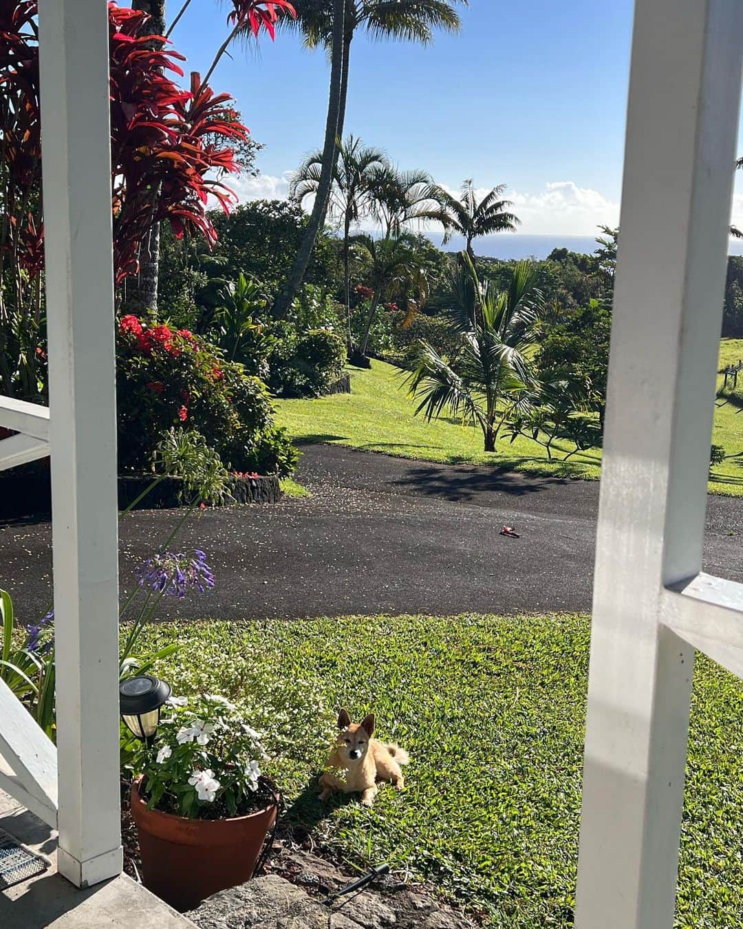 宮城夏鈴さんのインスタグラム写真 - (宮城夏鈴Instagram)「Happiest when surrounded by nature🌴🌿🌲🕊💕💕  幸せすぎた自然に囲まれたハワイ島での１０日間🌴✨  私をとっても幸せにしてくれたルーティンは  朝起きてすぐに裸足で庭を散歩して、 庭やその辺に生えてるフルーツを食べ、 滝や海で水浴びをして、  のんびり好きなように過ごす。  言葉が浮かんだらノートを走らせたり ボーっと景色や動物たちを眺めたり  夜には満点の星空の下 草の上に寝転がってみたり。 そんなルーティン🌱  冒険して草を掻き分け、道なき道を行く時、 少しの恐れを感じながらも 目的地に着いた時の爽快感✨ その場所に包まれ安心感が生まれる瞬間✨  自然の中で自分の中の何かが開き自由になり、少しだけたくましくなる感覚を贅沢に味わえてとっても幸せを感じました🤍🤍これを日常にしてみたい😌  私がまだ幼稚園の頃、両親が、 【じんぶん学校】という 沖縄にある無人島で親元をはなれてキャンプする、今で言う森の幼稚園みたいなプログラムに夏休み一週間くらい入れてくれた事があって、今回の旅でその時の感覚を思い出した🤍  そこはガスも電気も通ってなく、 お風呂の焚き方、 料理をする時の火の起こし方をお兄さんやお姉さんに教えてもらいながら、生活をするんだけど、  窓もなく、風がヒューヒュー通り抜ける小山の中で、両親とはなれ参加する子供たちと一緒に寝泊まりをした勇気や  真っ暗な夜中にトイレに行くたびに奮い立たせた勇気  自然の中で奮い立たせた様々な勇気が、大人になった今も、私が行動するたびに後押しをしてくれていたり、踏み出す勇気にしてくれていたんだなという気づきがあった🙏🏻  都会に暮らしていたらなかなか出来ない生活、そしてやっぱり大好きな自然の中での生活を、これからの自分の人生どうやって組み込んでいけるか、  そして、未来の子供たちにもその感覚を味わせて感じさせられるような大人になりたいと、両親に感謝の気持ちにもなりました。  これからは、自分の中のワイルドチャイルドの声も聞き、自然ともっと仲良くなりたいと、故郷沖縄と離れた、でもなんだか近く感じるハワイ島で思いました🤍🤍🤍  Be pono!✨✨」9月19日 11時23分 - karin_karin0516
