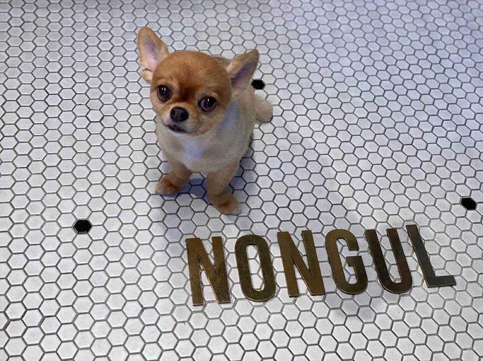 瀬戸サオリのインスタグラム：「ティちゃん🐶💕  いつも通り 激かわにしてもらったよ🤤🤍 🩵萌🩵  @nongul_salon」