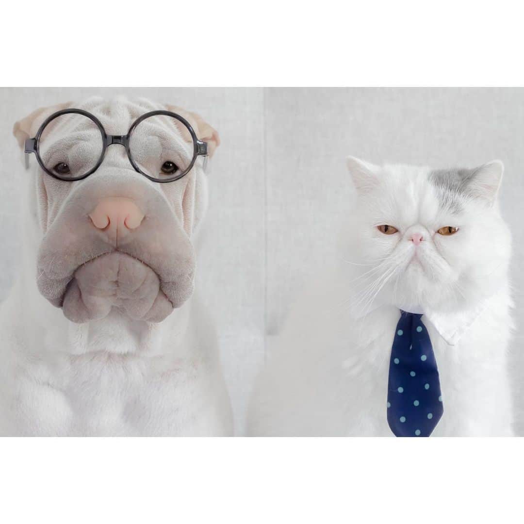 annie&pADdinGtoNのインスタグラム：「Business as usual 👔 #typicaltuesday #lambington #harold #sharpe #sharpeisofinstagram #sharpeiworld #sharpeilover #exoticshorthair #catsanddogs #love #brothers #dog #dogsofinstagram #cats #catsofinstagram #instagood #weeklyfluff #instadaily #iloveyoutothemoonandback」