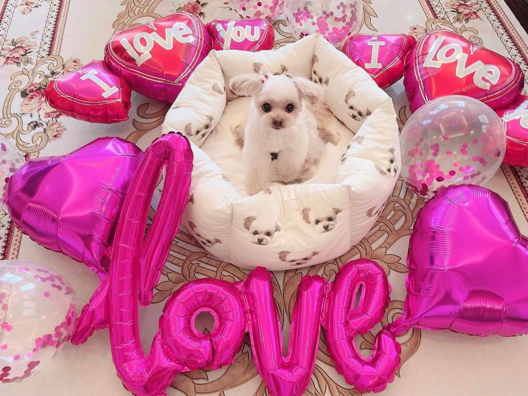 のインスタグラム：「♡ ❤️❤️🐶LOVE🐶❤️❤️ ♡ #13さい🐶 #おめでとう」