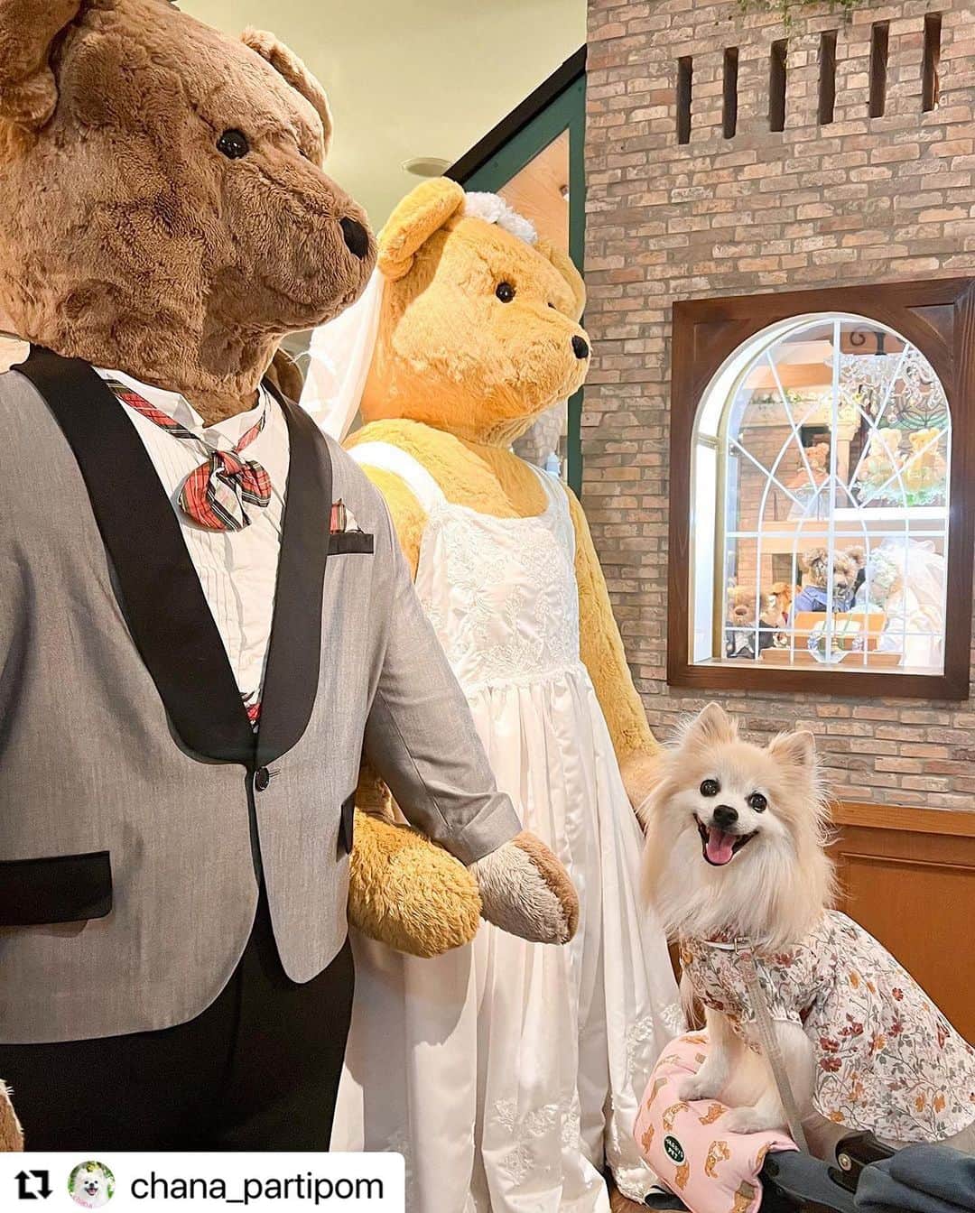 Caluluさんのインスタグラム写真 - (CaluluInstagram)「LAURA ASHLEYのダブル襟ワンピースを着て頂きました💐 ...