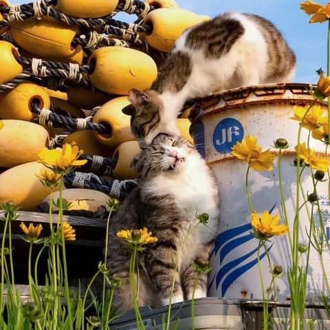 Aww Clubのインスタグラム