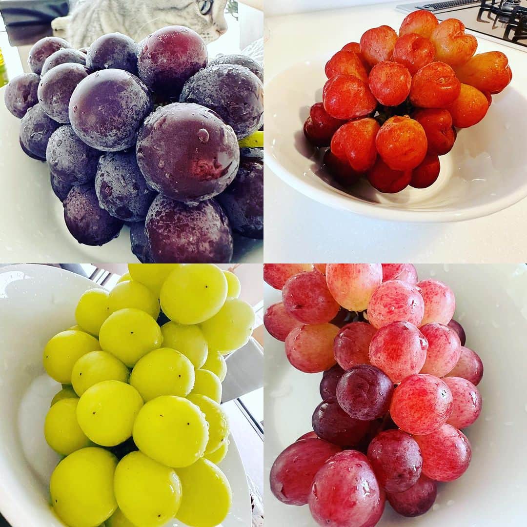 長野智子のインスタグラム：「果物の中で一番好きな葡萄😋  愛知県岡崎市は葡萄がとても美味しいよと、先輩が送ってくださいました🍇 瑞々しくて甘くて本当に美味しい👏これだけで一日が幸せ😋  ハート型をした#マイハート  #巨峰 #シャインマスカット #コトピー」