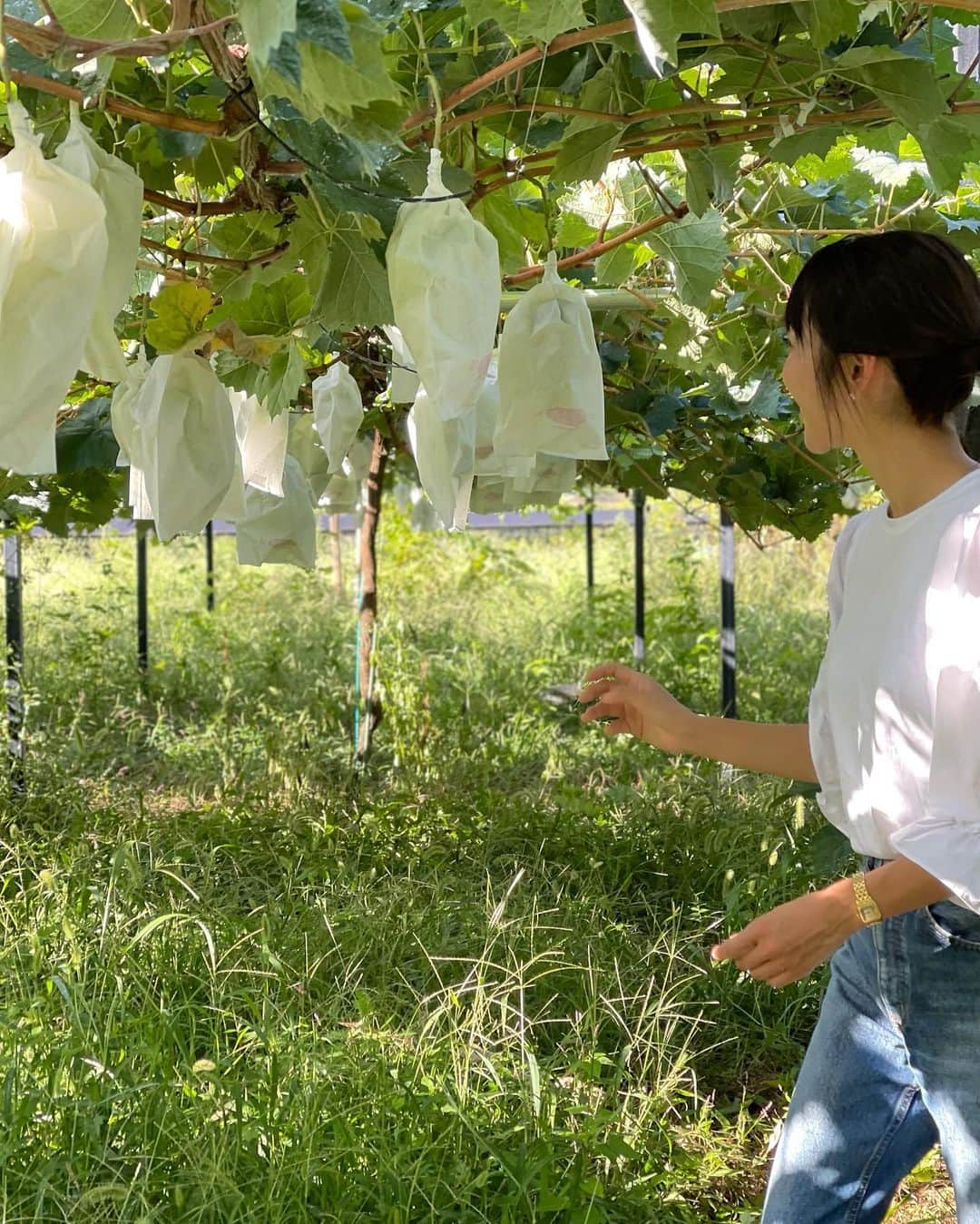 木本泉のインスタグラム：「- ぶどう狩り🍇  太陽光発電のパネルの下にあるぶどう畑💜 観光用の畑ではないので草が生い茂ってますが自由に好きなだけ取り放題😋  子供達が走り回って大きなシャインマスカットはどれかな〜と🪜を持って一生懸命採っていたのが可愛かった💜  私は椅子に座ってほとんどゆっくり光景を眺めてました😌  #山梨#ぶどう狩り#韮崎」
