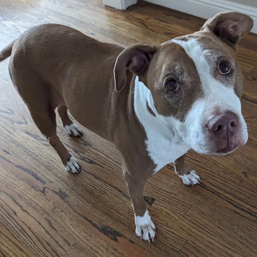 のインスタグラム：「Marlowe is on the wrong side of every closed door today. #MarloweMonday」