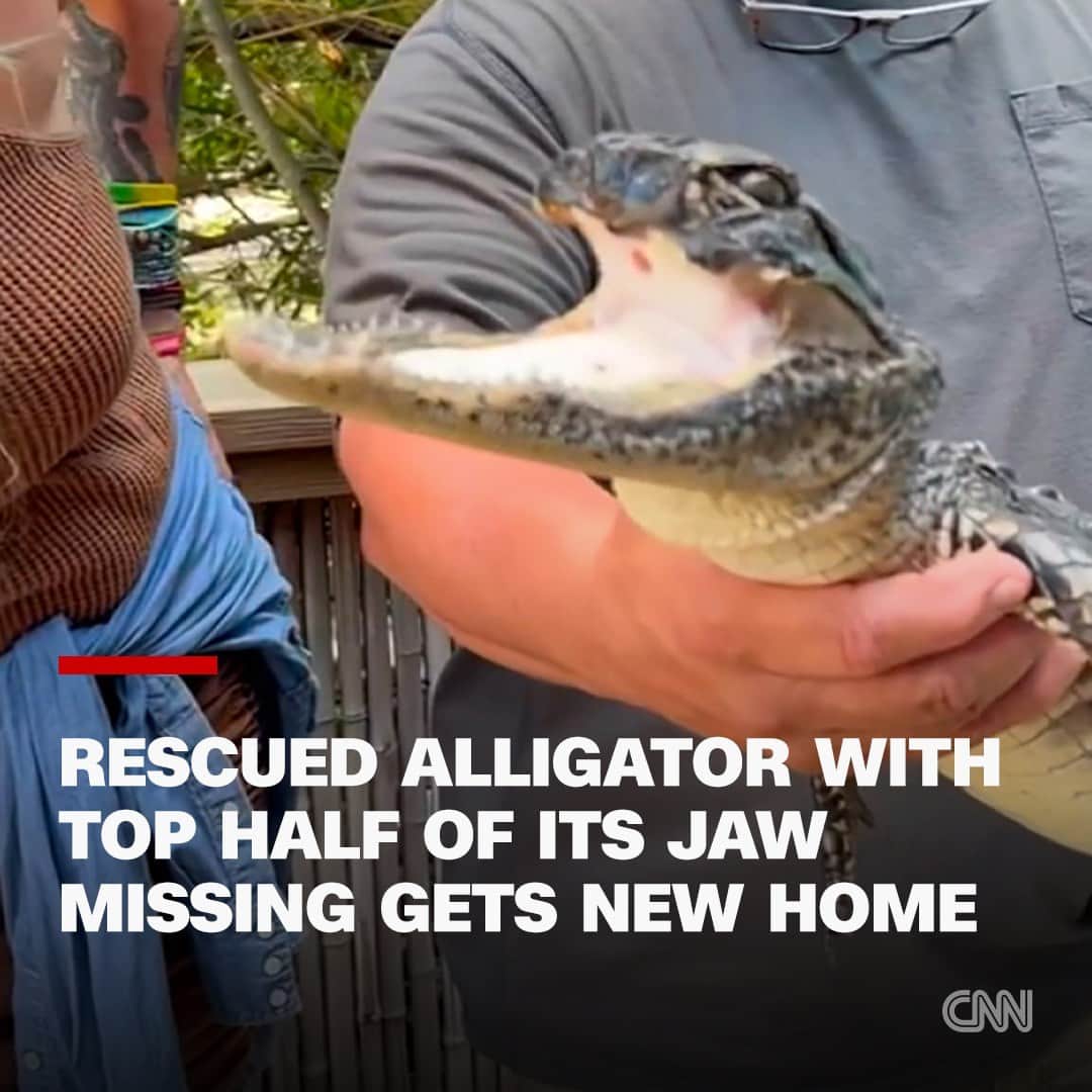 CNNさんのインスタグラム写真 - (CNNInstagram)「The alligator that was rescued last ...