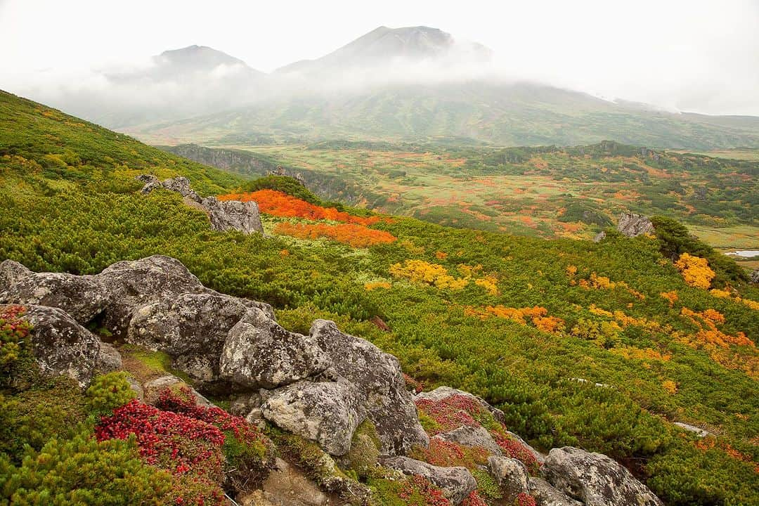 Michael Yamashitaさんのインスタグラム写真 - (Michael YamashitaInstagram)「Fall finds its peak along the slopes of Mount Asahidake in Daisetsuzan National Park, the highest point on Japan’s northern most island of Hokkaido. It typically starts the beginning of September and slowly makes its way down to the valley floor by mid October. #DaisetsuzanNationalPark ‪#Hokkaido‬Japan #autumn #asahidake #fallcolors」9月19日 6時58分 - yamashitaphoto