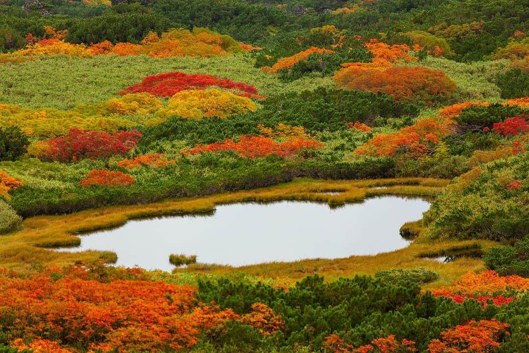 Michael Yamashitaさんのインスタグラム写真 - (Michael YamashitaInstagram)「Fall finds its peak along the slopes of Mount Asahidake in Daisetsuzan National Park, the highest point on Japan’s northern most island of Hokkaido. It typically starts the beginning of September and slowly makes its way down to the valley floor by mid October. #DaisetsuzanNationalPark ‪#Hokkaido‬Japan #autumn #asahidake #fallcolors」9月19日 6時58分 - yamashitaphoto