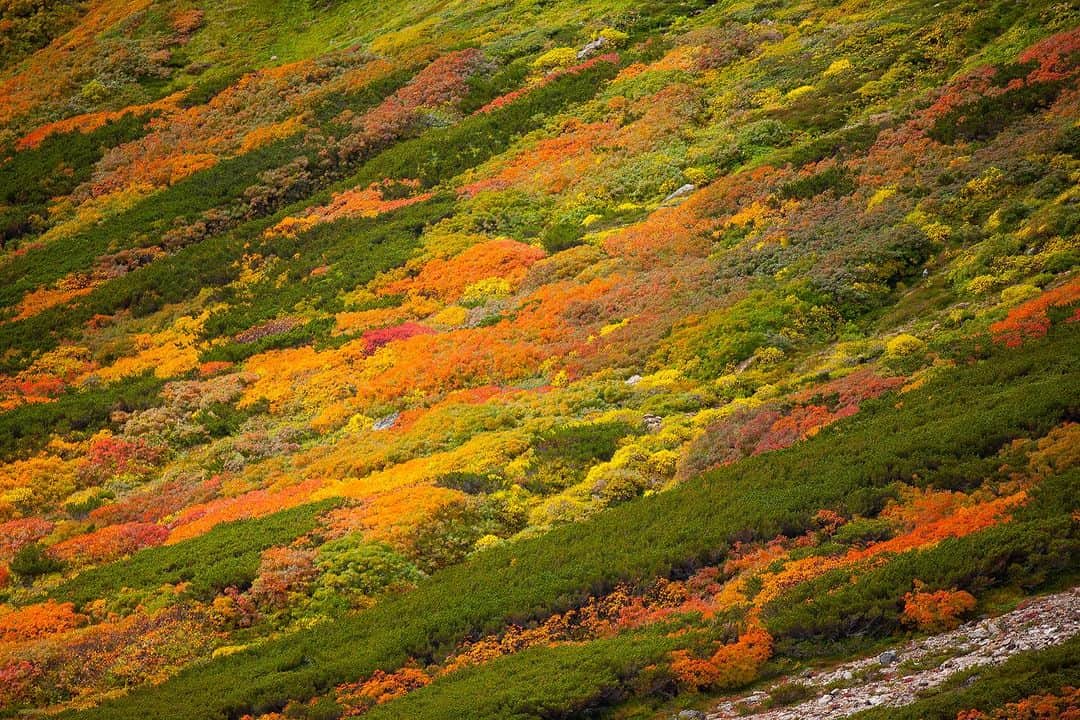 Michael Yamashitaさんのインスタグラム写真 - (Michael YamashitaInstagram)「Fall finds its peak along the slopes of Mount Asahidake in Daisetsuzan National Park, the highest point on Japan’s northern most island of Hokkaido. It typically starts the beginning of September and slowly makes its way down to the valley floor by mid October. #DaisetsuzanNationalPark ‪#Hokkaido‬Japan #autumn #asahidake #fallcolors」9月19日 6時58分 - yamashitaphoto