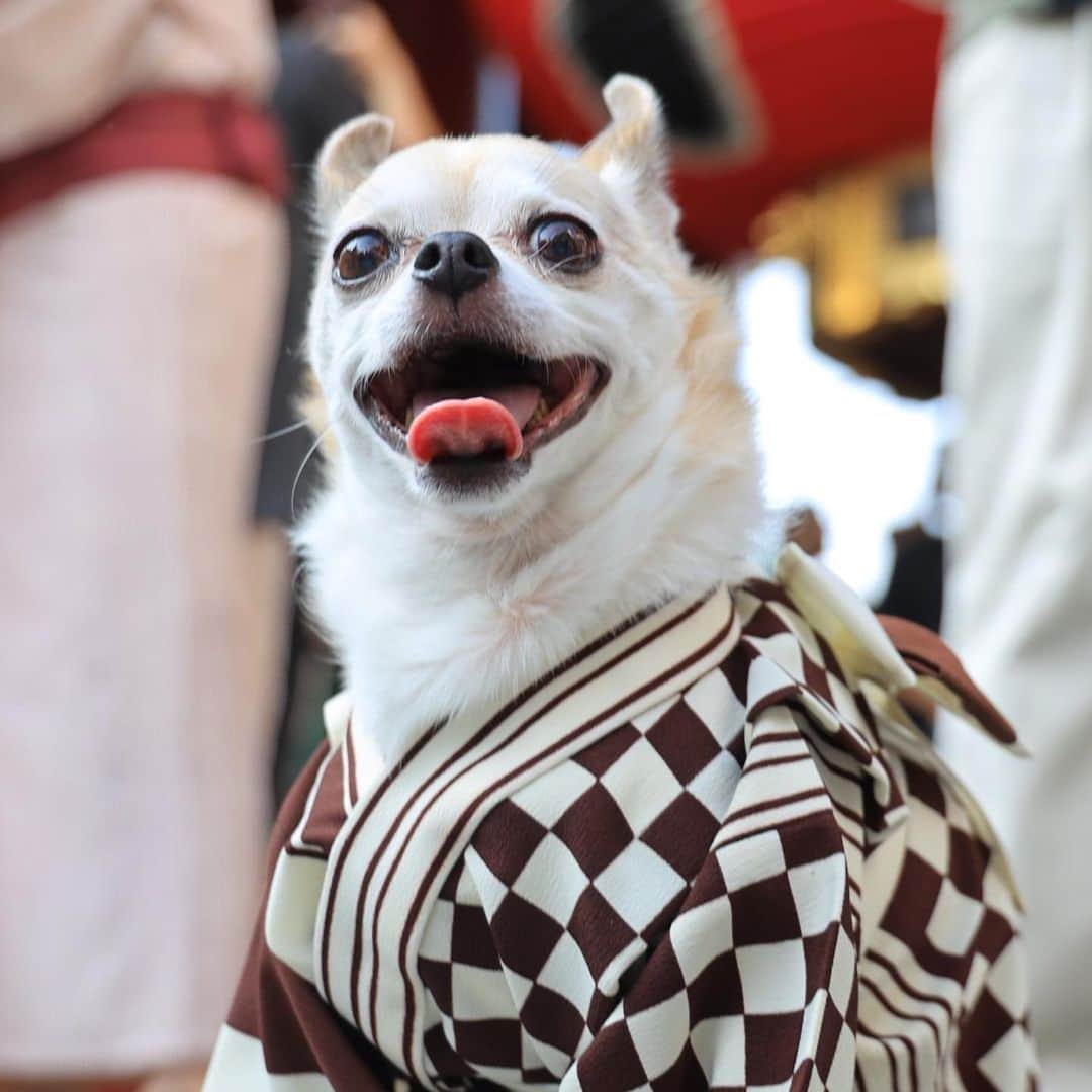 のインスタグラム：「Good morning  いつまで夏やってるんだ？ そろそろ長袖きたいんやけどな #dog#dogstagram#instadog#chihuahua#barkbox#mydogiscutest#buzzfeed#dog_features#fluffypack#barkpack#dogsofinstagram#犬#チワワ#手作り#handmade#着物#fashion#紋次郎一家#チーム茶#ふわもこ部#igersjp#peco犬部#dogfashion #whisky」
