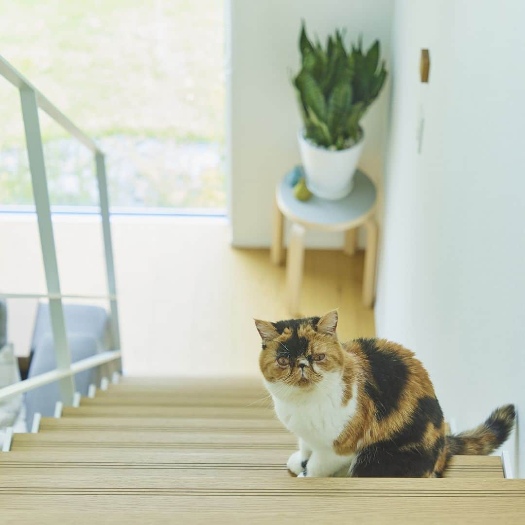 無印良品の家さんのインスタグラム写真 - (無印良品の家Instagram)「【住まいの実例】 ※右上のブックマークのアイコンをタップすると保存できます。  青森県八戸市 竣工年月：2021年11月 延床面積：97.30m²  3匹の猫が自由気ままにのんびり過ごせるほど開放的な気持ちよさが感じられる「窓の家」H邸。見晴らしのいい高台に建つこのおうちには1年を通して心地のいい風が流れています。ご主人はこの家に住んで1年半が過ぎました。  家を作る上では大きな不安はなく、担当者と二人三脚で進めることができたと振り返るご主人。家づくりでこだわったのは、やはり猫にとっての心地よさです。階段は「窓の家」の標準装備ではないスケルトン階段をあえて採用しました。  「スケルトン階段は猫タワーみたいに使いたかったので設置しました。最近では猫仕様としてキャットウォークや猫ステップを設置できる家は増えています。ただそれをずっと使えるかわからないし、掃除もとても大変そうなんですよね。また猫は横よりも縦の動きができるほうが幸せだと聞いたので、キャットウォークや猫ステップがなくても階段ならずっと遊べるかなと思いました」（ご主人）  実際に住んでみると、猫たちは階段の上がり下がりというシンプルな遊びをずっと楽しんでいるそうです。また猫たちだけでなくご主人にも嬉しいことが。スケルトンなので階段を上がろうとする猫たちの姿を階段の下から見られます。「とても貴重な姿なのでやっぱりつけてよかった」と笑顔で教えてくれました。  2023.9.19公開住まいの実例『猫たちと私一人が住むにはとてもちょうどいいコンパクトな空間が実現できてとても満足しています』より  詳しくはプロフィールハイライトか、「無印良品の家」HPをご覧ください。  @mujihouse  #無印良品の家 #mujihouse  #無印良品 #muji #無印良品の家_窓の家 #施工例 #施工事例集 #おうちづくり #一戸建て #家づくり #間取り #施工事例集 #マイホームメモム  #猫と暮らす家 #猫とおうち時間 #猫の居る暮らし  #スケルトン階段 #窓の家  #キッチン収納 #対面キッチン  #対面キッチン #キッチンインテリア  #リビングインテリア  #リビングダイニング  #リビング収納」9月19日 13時00分 - mujihouse