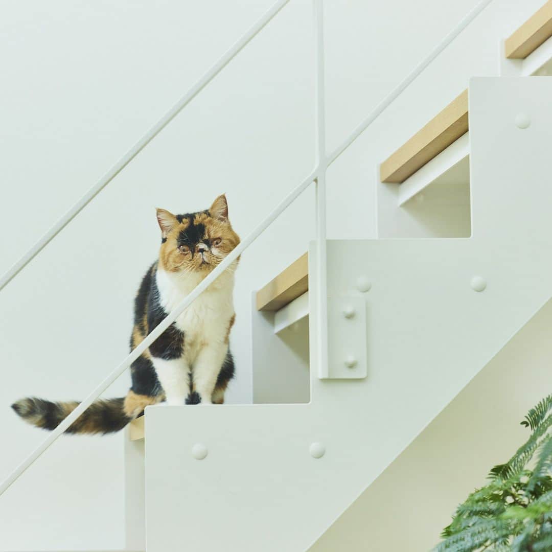 無印良品の家さんのインスタグラム写真 - (無印良品の家Instagram)「【住まいの実例】 ※右上のブックマークのアイコンをタップすると保存できます。  青森県八戸市 竣工年月：2021年11月 延床面積：97.30m²  3匹の猫が自由気ままにのんびり過ごせるほど開放的な気持ちよさが感じられる「窓の家」H邸。見晴らしのいい高台に建つこのおうちには1年を通して心地のいい風が流れています。ご主人はこの家に住んで1年半が過ぎました。  家を作る上では大きな不安はなく、担当者と二人三脚で進めることができたと振り返るご主人。家づくりでこだわったのは、やはり猫にとっての心地よさです。階段は「窓の家」の標準装備ではないスケルトン階段をあえて採用しました。  「スケルトン階段は猫タワーみたいに使いたかったので設置しました。最近では猫仕様としてキャットウォークや猫ステップを設置できる家は増えています。ただそれをずっと使えるかわからないし、掃除もとても大変そうなんですよね。また猫は横よりも縦の動きができるほうが幸せだと聞いたので、キャットウォークや猫ステップがなくても階段ならずっと遊べるかなと思いました」（ご主人）  実際に住んでみると、猫たちは階段の上がり下がりというシンプルな遊びをずっと楽しんでいるそうです。また猫たちだけでなくご主人にも嬉しいことが。スケルトンなので階段を上がろうとする猫たちの姿を階段の下から見られます。「とても貴重な姿なのでやっぱりつけてよかった」と笑顔で教えてくれました。  2023.9.19公開住まいの実例『猫たちと私一人が住むにはとてもちょうどいいコンパクトな空間が実現できてとても満足しています』より  詳しくはプロフィールハイライトか、「無印良品の家」HPをご覧ください。  @mujihouse  #無印良品の家 #mujihouse  #無印良品 #muji #無印良品の家_窓の家 #施工例 #施工事例集 #おうちづくり #一戸建て #家づくり #間取り #施工事例集 #マイホームメモム  #猫と暮らす家 #猫とおうち時間 #猫の居る暮らし  #スケルトン階段 #窓の家  #キッチン収納 #対面キッチン  #対面キッチン #キッチンインテリア  #リビングインテリア  #リビングダイニング  #リビング収納」9月19日 13時00分 - mujihouse