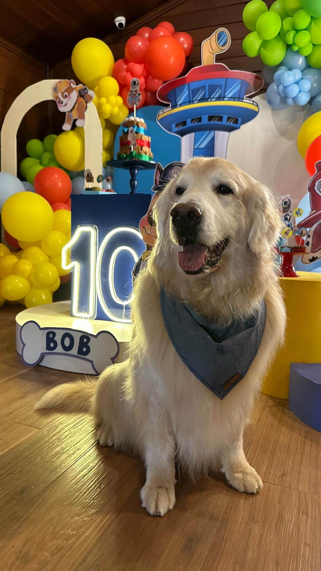 Bobのインスタグラム：「Um pouquinho do que rolou na comemoração de  10 anos do Bob!!! 🎈🥳🎂 Amigos e aumigos incríveis que estiveram lá e aos queridos seguidores que vieram de longe pra comemorar com a gente! Todos super queridos! Obrigado pela presença 🫶❤️ #dogs #birthday #festa #doglovers #dogsofinstagram」