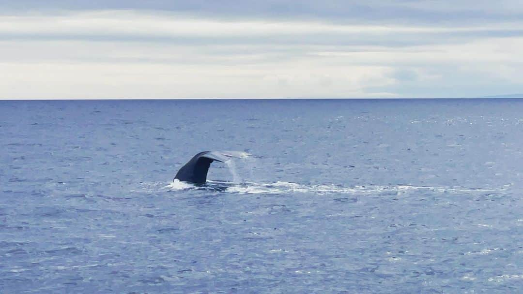 根本美緒さんのインスタグラム写真 - (根本美緒Instagram)「🐳クジラが潜る瞬間です😆 最後🩵に見える✨  動画はこちらです  https://youtu.be/IM1u_LVKzJw  #ホエールウォッチング #ゴジラ岩観光 #知床 #ミヤネモちゃんねる   さて。きょうの天気。 太平洋側は☀️晴れ日本海側は☁️多め特に北日本は午前中から雨が降りやすいand激しく降るところもあるのでお気をつけて。北陸から九州にかけての日本海側も夜はあちこちにわか雨ありです。 熊谷35℃ 京都34℃ 東京名古屋大阪那覇33℃ 仙台30℃ 福岡新潟31℃ 札幌27℃  #ネモ天 #天気予報 #気象予報士」9月19日 9時08分 - nemotomio.official