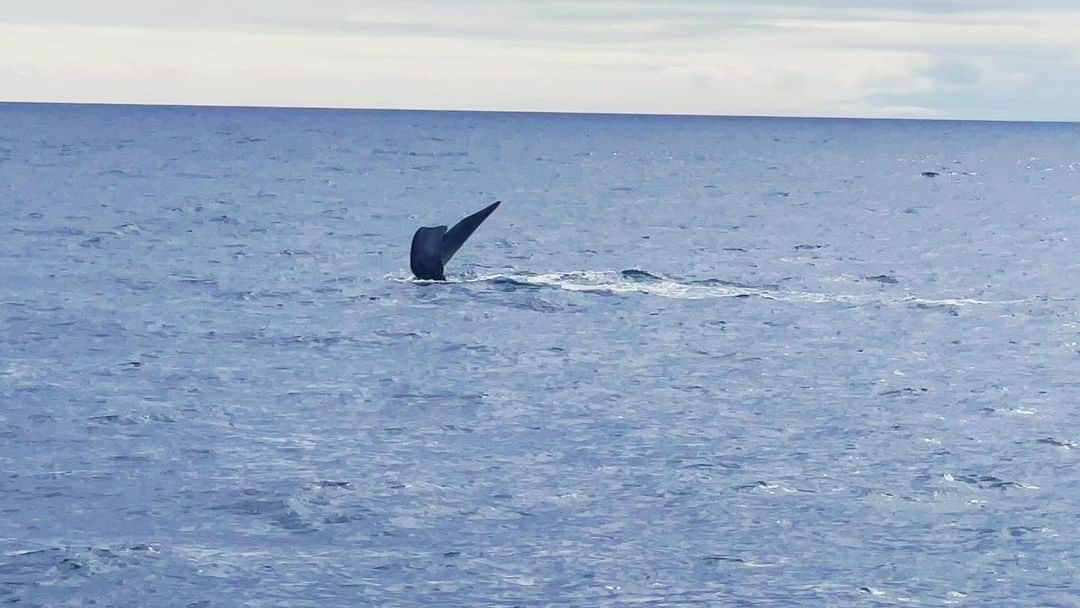 根本美緒さんのインスタグラム写真 - (根本美緒Instagram)「🐳クジラが潜る瞬間です😆 最後🩵に見える✨  動画はこちらです  https://youtu.be/IM1u_LVKzJw  #ホエールウォッチング #ゴジラ岩観光 #知床 #ミヤネモちゃんねる   さて。きょうの天気。 太平洋側は☀️晴れ日本海側は☁️多め特に北日本は午前中から雨が降りやすいand激しく降るところもあるのでお気をつけて。北陸から九州にかけての日本海側も夜はあちこちにわか雨ありです。 熊谷35℃ 京都34℃ 東京名古屋大阪那覇33℃ 仙台30℃ 福岡新潟31℃ 札幌27℃  #ネモ天 #天気予報 #気象予報士」9月19日 9時08分 - nemotomio.official