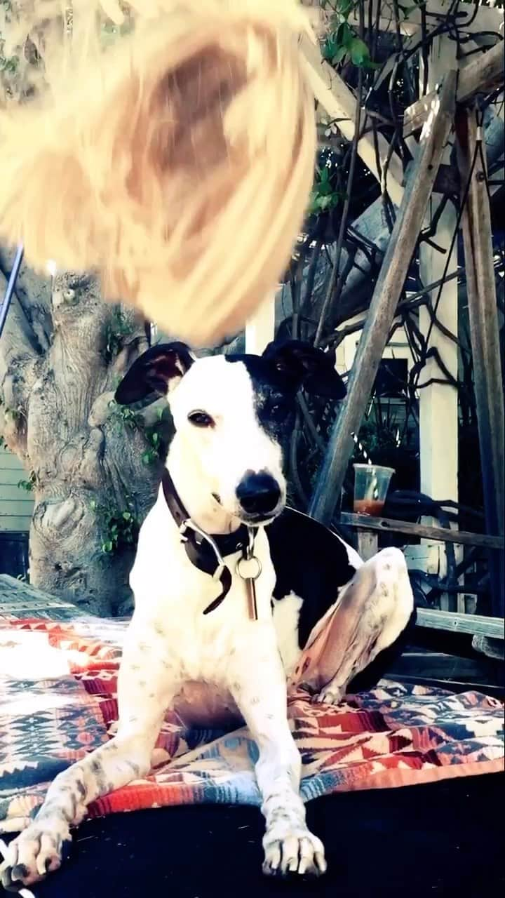 アマンダ・サイフリッドのインスタグラム：「Goodnight Axel boy. You will be missed by every single human and animal who knew you (especially Finn) every single day. I’m so grateful you and Brian found each other and made it all count.」