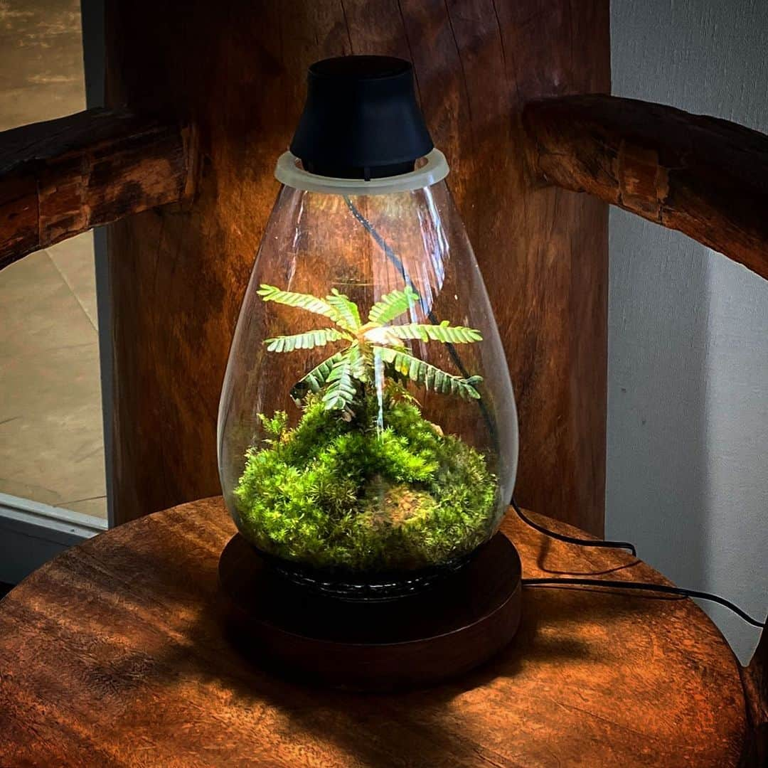 Mosslight-LEDさんのインスタグラム写真 - (Mosslight-LEDInstagram)「Mosslight  Biophytum sensitivum ビオフィツム・センシティヴム  #mosslight #モスライト  #terrarim#テラリウム #moss#苔#コケ#paludariums #パルダリウム #terrariums#terariums #terariumdesign」9月19日 9時49分 - mosslight1955