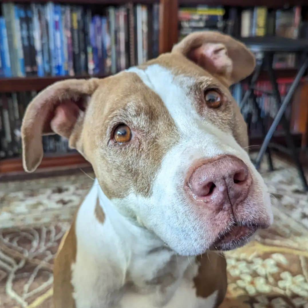 ウィル・ウィトンのインスタグラム：「#MarloweMonday pupdate: every door continues to have two wrong sides.」