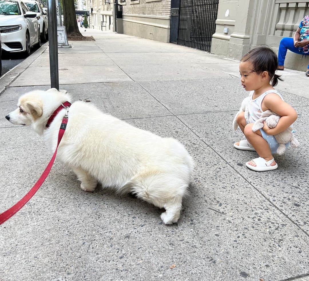 Winston the White Corgiのインスタグラム：「Solidarity squat」