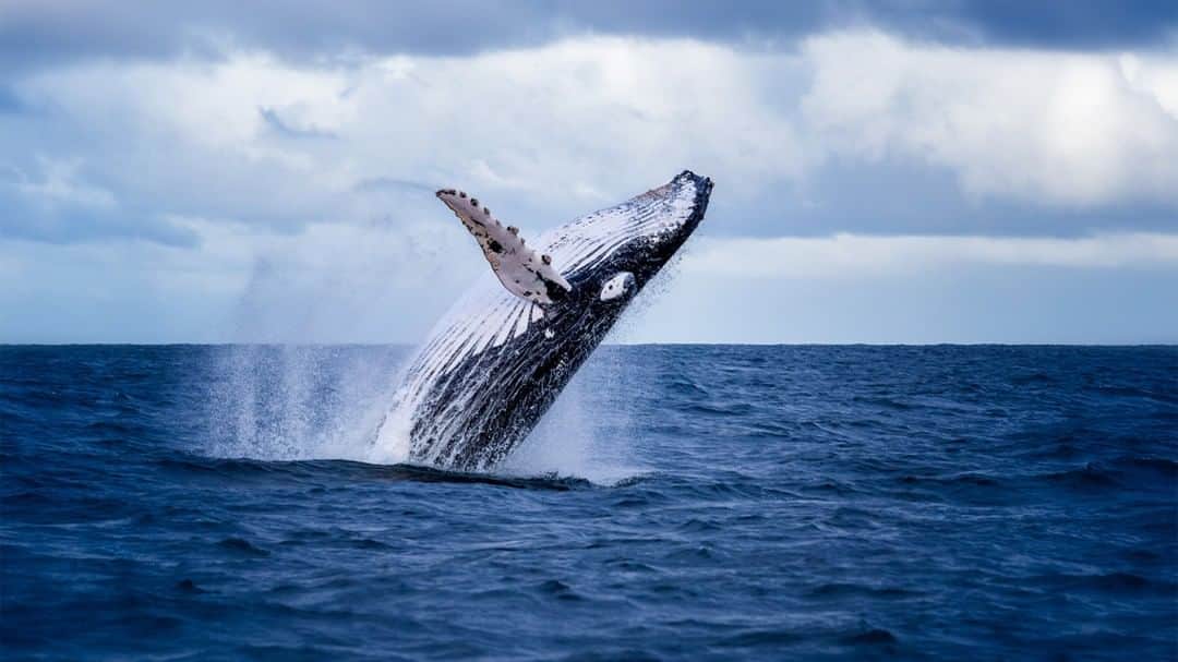 HILLS LIFE DAILYのインスタグラム：「連載エコゾフィック・フューチャー Whales of Power クジラをめぐって——彼らの眼が語るもの  プロフィールのURLから最新記事をチェック。 Photo by Nico Faramaz/Shutterstock.com  #クジラ #四方幸子  #ヒルズライフ #ヒルズライフデイリー」
