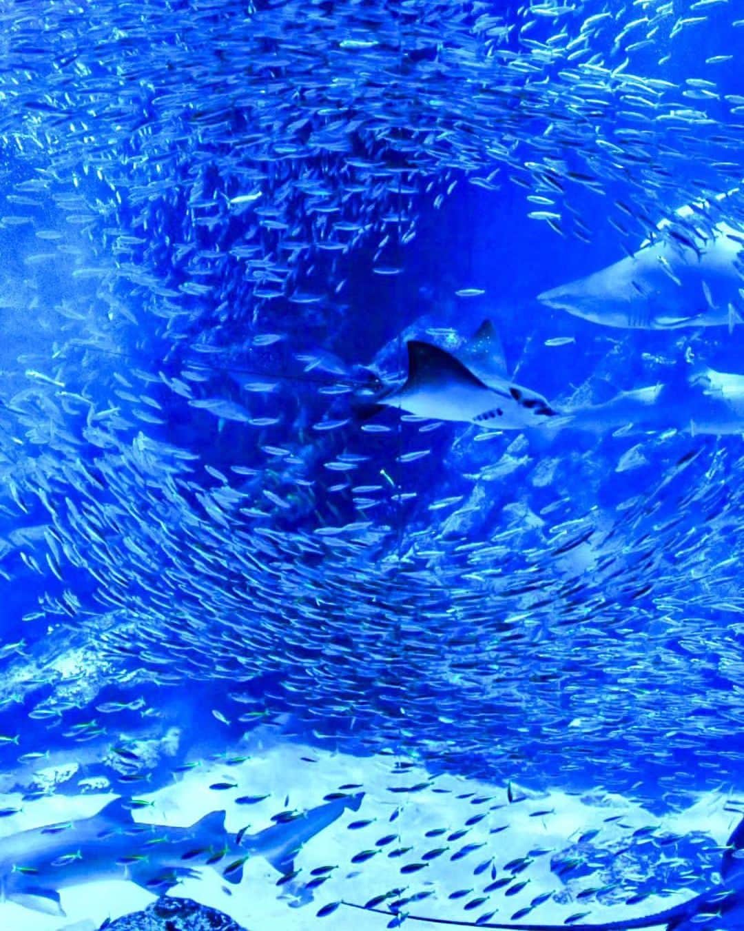 福岡市さんのインスタグラム写真 - (福岡市Instagram)「＜ fukuokapics9月：マリンワールド海の中道＞  いわしの大群が見事な渦を描いていますよ🐟 マリンワールド海の中道では、九州南部の温暖な海を再現した外洋大水槽にて、全国的にも珍しいと言われる、キラキラと光るイワシの大群のショーを見ることができます。 大中小のたくさんの魚が悠々と泳ぐ姿に、一日中浸ってみるのも気持ちが良さそうですね。  A typhoon of sardines! The sardine show held at Marine World Uminonakamichi is quite unique among all aquariums in Japan. In the huge 7m deep ocean tank, which recreates the warm sea of ​​southern Kyushu, you can see the spectacular sight of a shoal of glittering sardines. It is a fun experience to carefully observe how fish of various sizes swim leisurely together. 🐟  photo by @jun1_pic location：マリンワールド海の中道 ・ hashtag : #fukuokapics follow : @fukuoka_official ・ #福岡 #博多 #福岡市 #マリンワールド #海の中道 #水族館 #fukuoka #hakata #marinworld #unminonakamichi #aquarium」9月19日 11時10分 - fukuoka_official