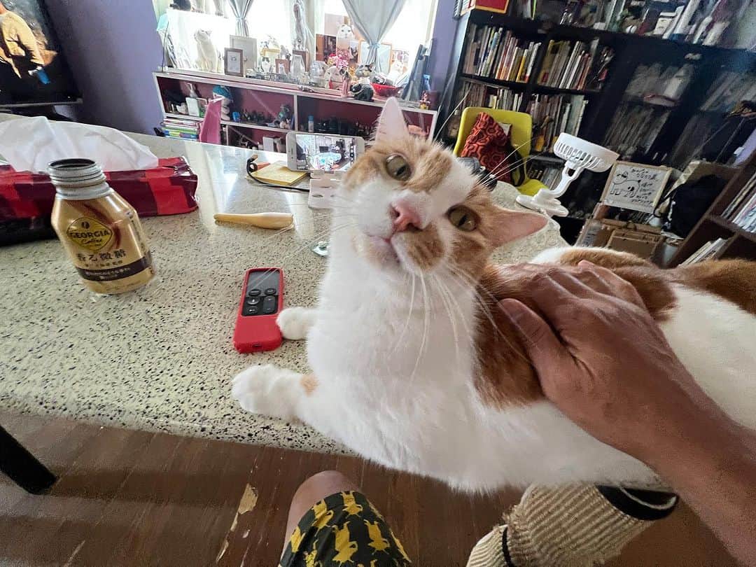 Kachimo Yoshimatsuのインスタグラム：「1人の時はずっとそばに居てくれる。 ナオさんが帰ってきたら、ナオさんのと頃にベッタリなんだけどね。  #うちの猫ら #猫 #oinari #ねこ #ニャンスタグラム #にゃんすたぐらむ #ねこのきもち #cat #ネコ #catstagram #ネコ部 http://kachimo.exblog.jp」