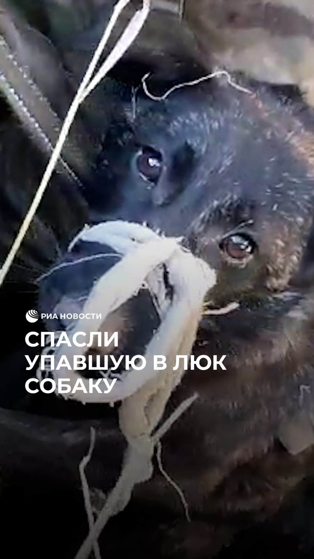 RIAノーボスチのインスタグラム：「В Иркутской области волонтеры спали собаку, упавшую в люк. Жители поселка Маркова услышали жалобное скулеж и вызвали сотрудников питомника К-9. Спасательная операция прошла успешно, и обессиленное животное вытащили из ловушки.」