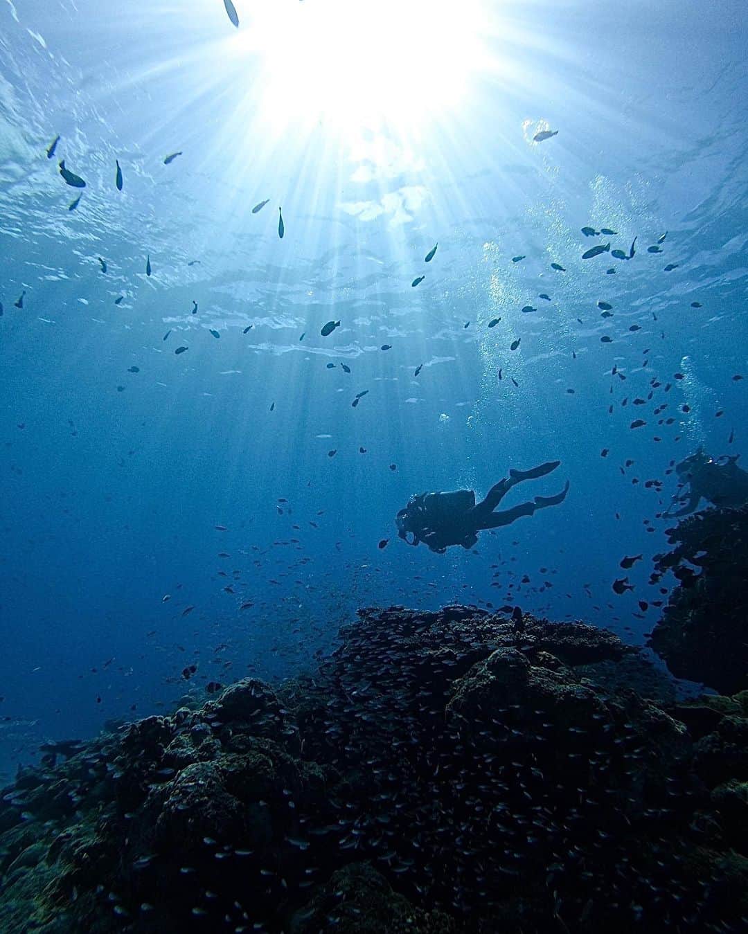 山崎みどりさんのインスタグラム写真 - (山崎みどりInstagram)「#diving 🤿🫧 with @insta_haam   （※ watch with sound on🔈）  珊瑚🪸にたくさんの魚群♡  手を伸ばすとお魚さんが体とかしっぽを手に擦り付けてくるのが気持ちよくてかわいくてたまんなかった♥️  #ダイビング してて好きなのは 地形系で静かな中、 上を見ると呼吸の泡が上に舞ってく様子が太陽光と合わさってめちゃくちゃ綺麗なのが大好き🤩  美しい...🥹って感じるし 体もふわふわしてるから余計に気持ちが良い♡  ダイビングは #アドバンス の資格取って本当に良かったなーと思う☺️  その上の #レスキュー とかあるけど そんなに責任重大なことは出来ないから今のところはアドバンスでstay🤚🏻  この日はチンアナゴのスポットもあって すーごく可愛かった♡  みんな同じ方向見てるし 怖いなら頭だけ出せばいいのにみんな体も出してて でも怖がりだからすぐ引っ込むから バレないようにみんなが見てる方向の逆の背中からジリジリ近づいてほふく全身してずーっと見てたら  みんなに置いてかれそうになった笑  自然の中にお邪魔して 一緒に泳いで 海の世界を見せてもらうのが ありがたく楽しい☺️  海に潜るたびに 海の美しさを守らないと！と思います☺️  今回は奄美大島の南の #加計呂麻 に潜ったよ🤿  ダイビングをお願いしたのは #ゴリマリン さん @gorimarine58165   とても優しくてまったりゆったり楽しませてくれた🤍 この📷写真や🎥動画も撮って送ってくれた🐠  ここらへん潜る時はここにまたお願いしたいと思ったショップさん🛥️ 今回はありがとうございました♪  ────────────────────────── #ダイビング#diving#奄美大島#奄美大島ダイビング #奄美大島ダイビングショップ #珊瑚#🪸#divinglife #divingphoto #divingtrip」9月19日 21時21分 - midori_yamasaki_