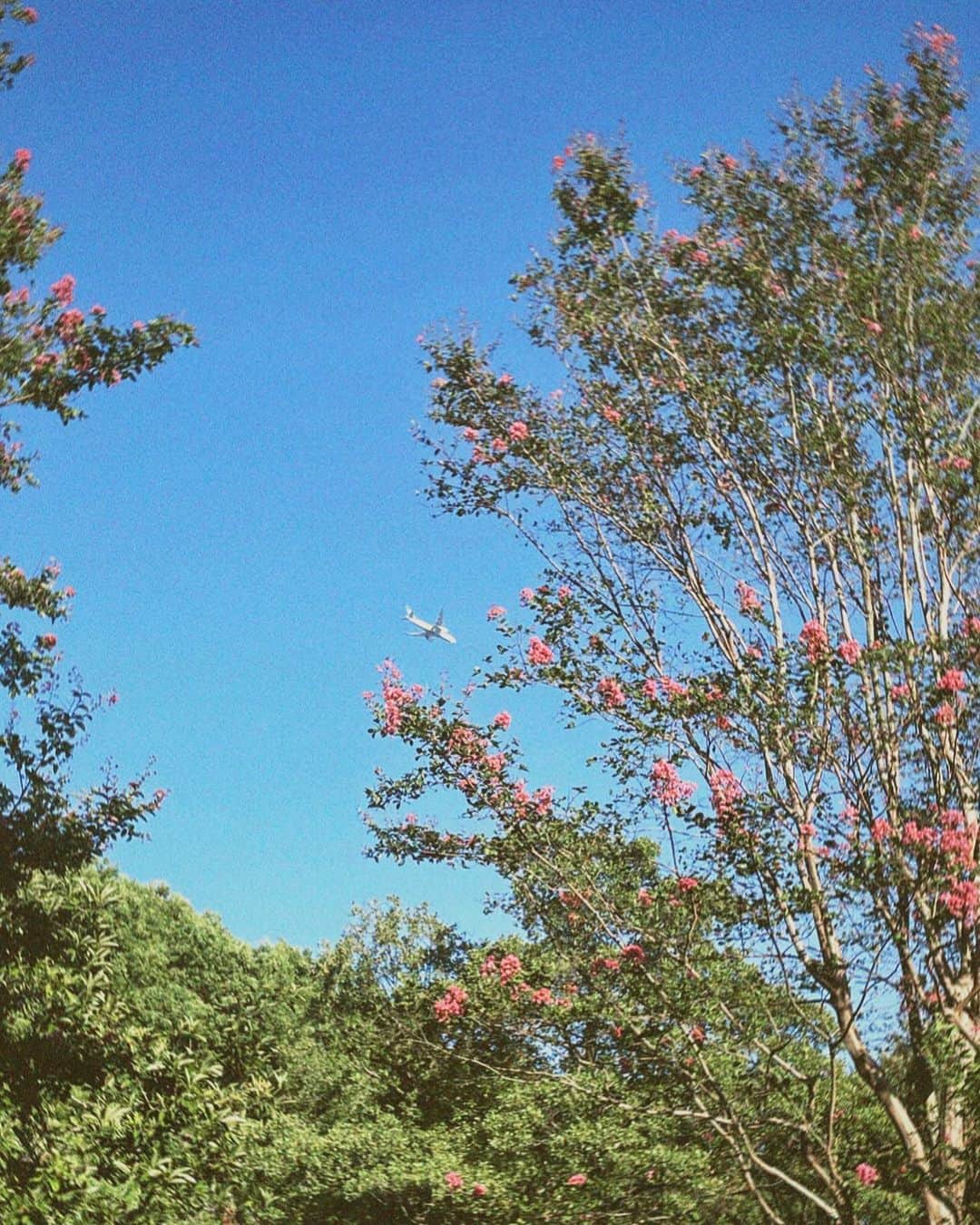 新田湖子さんのインスタグラム写真 - (新田湖子Instagram)「この写真とてもすき、✈️」9月19日 21時39分 - coconitta0809