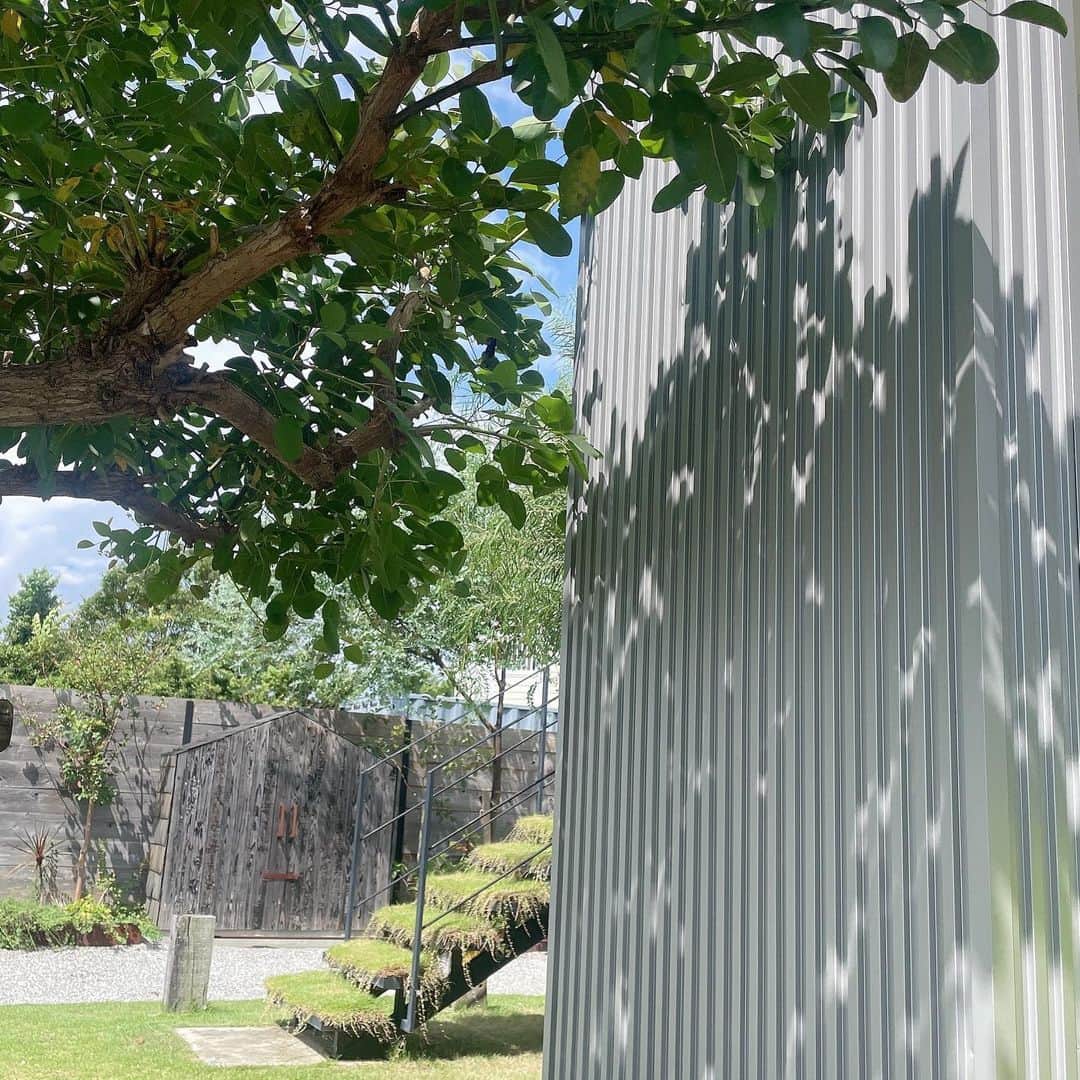 ましゅろ～のインスタグラム：「🌳」