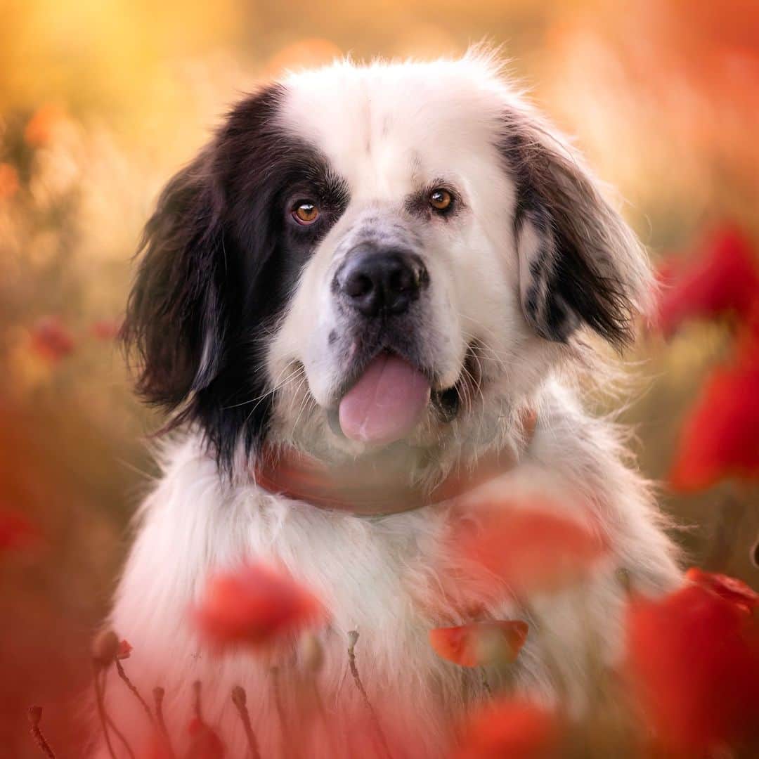 アニマルプラネットのインスタグラム：「Tuesday again? No problem...👍  The #Landseer dog breed is a close relative of the Newfoundland, known as a patient, loyal gentle giant.   📷: Anita Kot  #dogs」