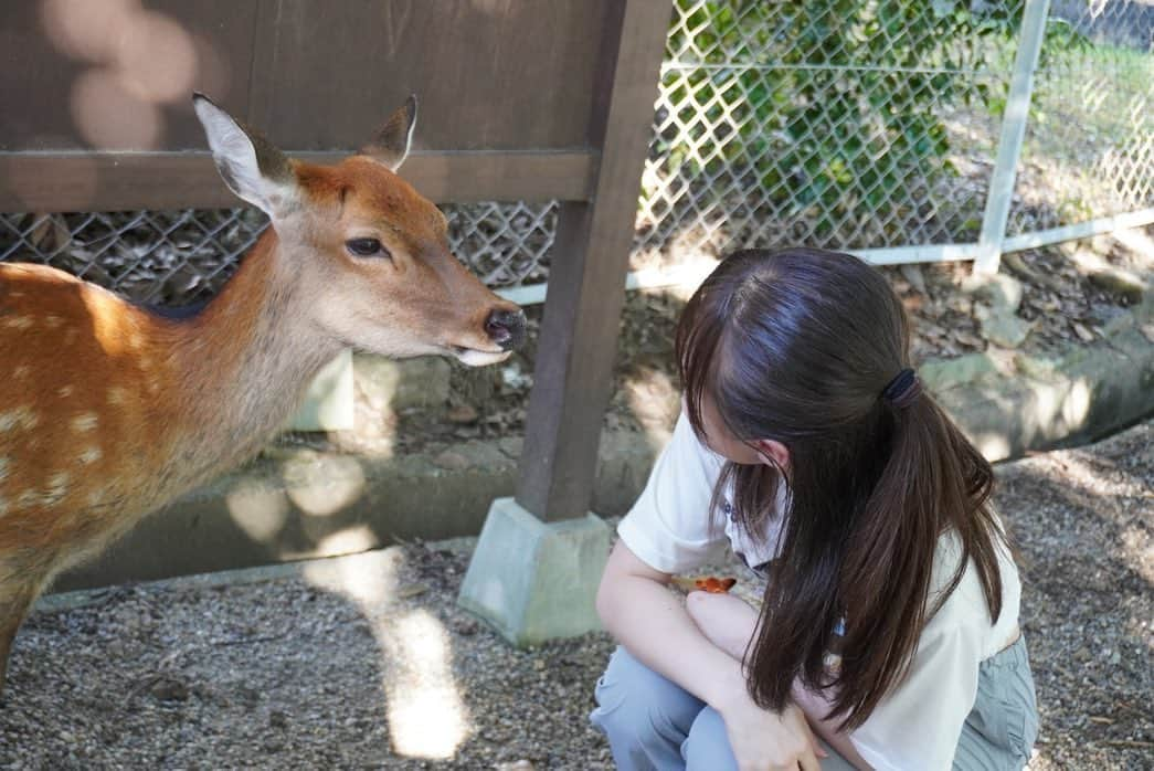 新倉愛海のインスタグラム：「あたらしいおともだち🦌♡ ⁡ ⁡ #アプガ2 #にきちゃん #奈良 #奈良観光 #興福寺 #鹿 さん #Japaneseidol」