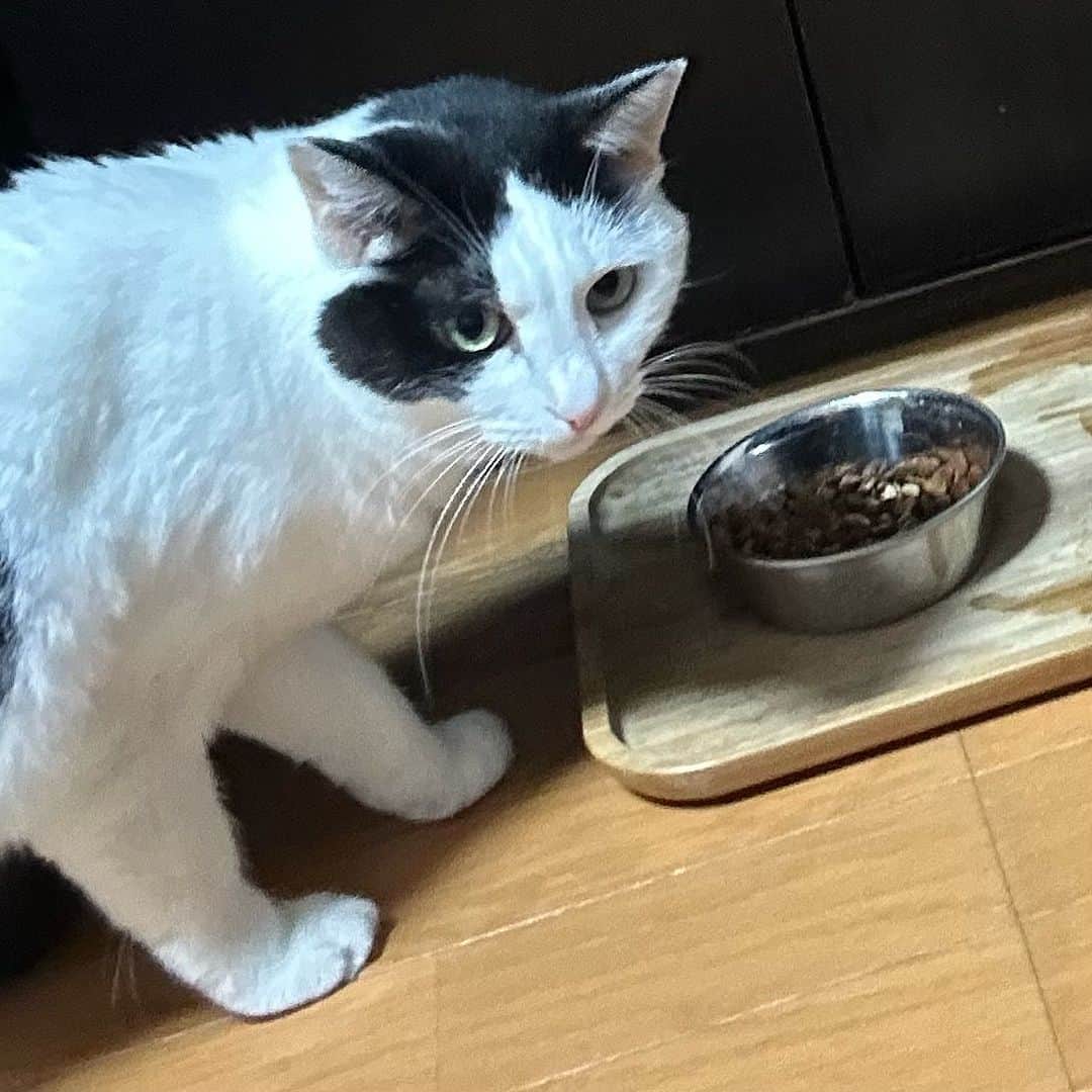 のインスタグラム：「ミミちゃんちゃんとエサ食べる様になったし、 調子良くなって良かった。 先週体調悪くて毎日通院してたんだよね。 胃炎でこんなに痩せちゃって可哀想に、、、と思ってたら先生からは「これが平均体重ですね。」って言われた。  #mimi_neko #猫 #cat」