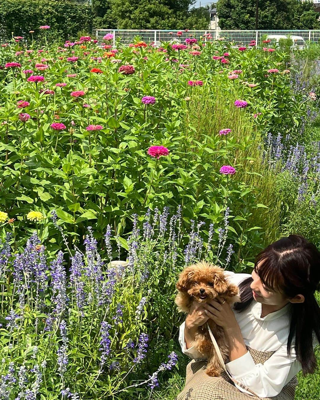 堀江聖夏さんのインスタグラム写真 - (堀江聖夏Instagram)「アンデスくんと初めてのお散歩したよ🥰𓂃  ⁡ ________________________________ #トイプードル #toypoodle #愛犬 #犬 #トイプー #dog #poodle #トイプードル男の子 #3ヶ月  #アンデスレッド #アンデス」9月19日 13時21分 - mina_horie