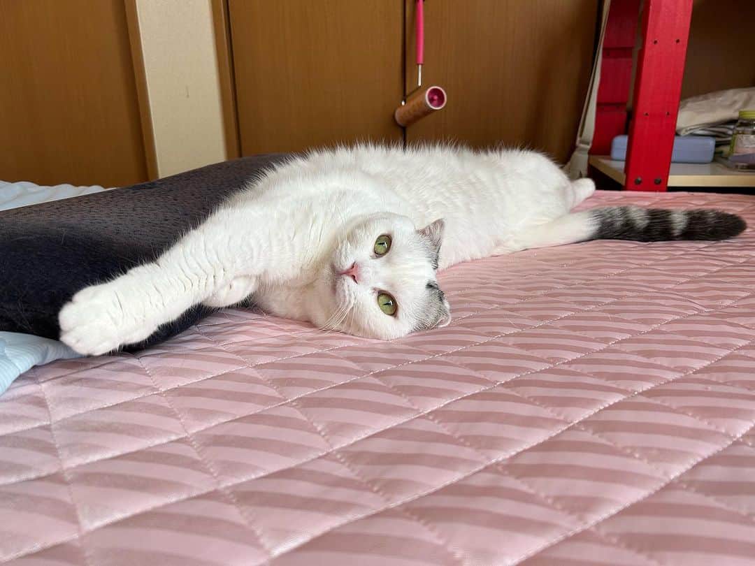 KAORUさんのインスタグラム写真 - (KAORUInstagram)「#幸来 ちゃんSP  1枚目と2枚目は別日 毎朝この顔で #ブラッシング 要求 可愛いから見つめられる度にやっちゃう🥰  #saku #猫のいる暮らし」9月19日 14時52分 - yukisaku_88