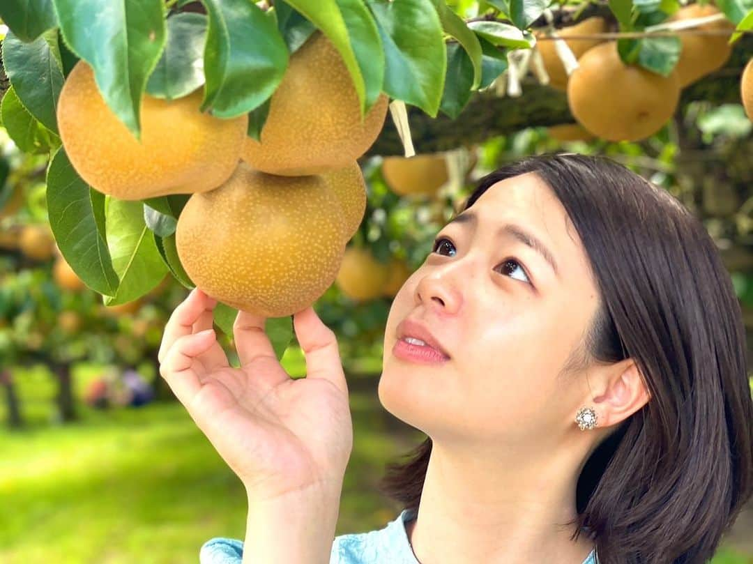 渕上沙紀さんのインスタグラム写真 - (渕上沙紀Instagram)「イイね！チャレンジ✨  梨渕🍐  目指せ7400イイね。 ナシだけに。  今日のBUTSUBUTSUもどうぞよろしくお願いします！！✨  #butsubutsu #梨渕 #イイね！チャレンジ #世羅大豊農園」9月19日 14時56分 - saki_fuchigami