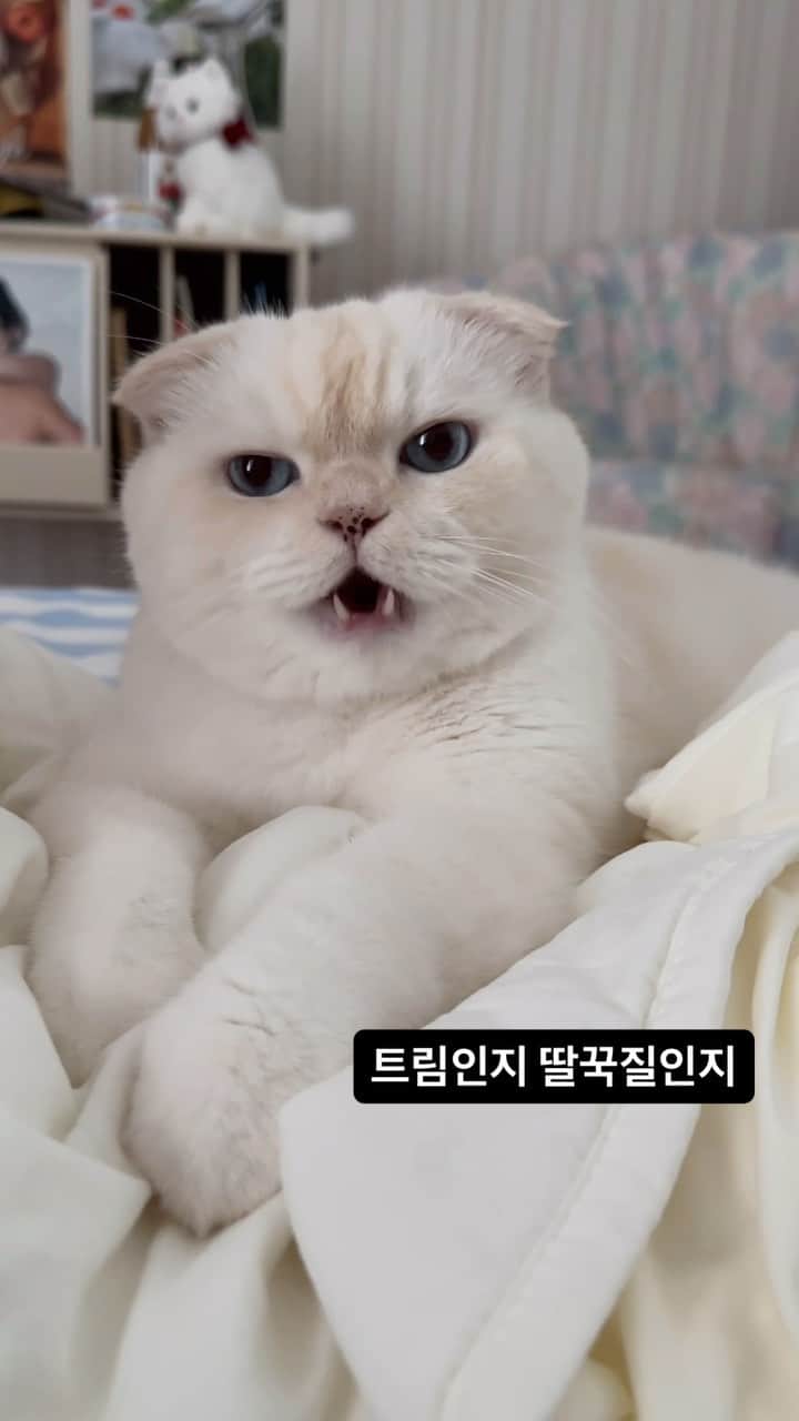 SoonMooのインスタグラム：「트림인지 딸꾹질인지🤔  #순무 #SoonMoo」